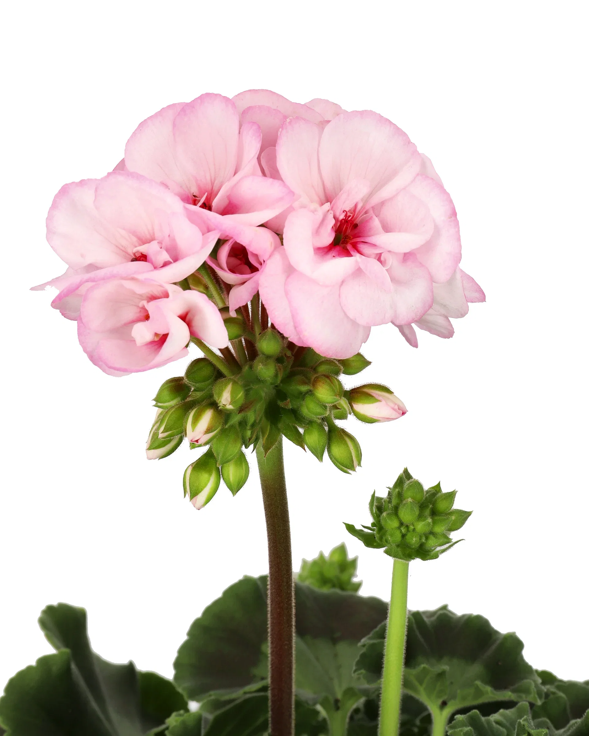 Pelargonia 'Estelle'