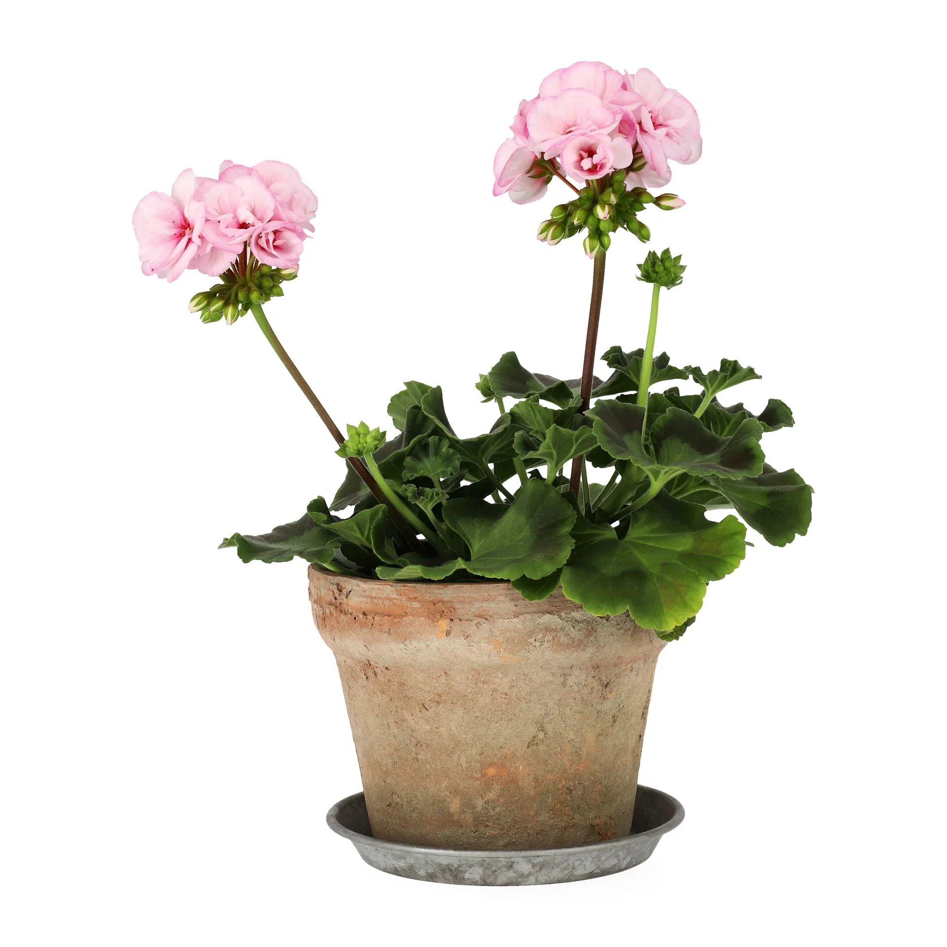 Pelargonia 'Estelle'