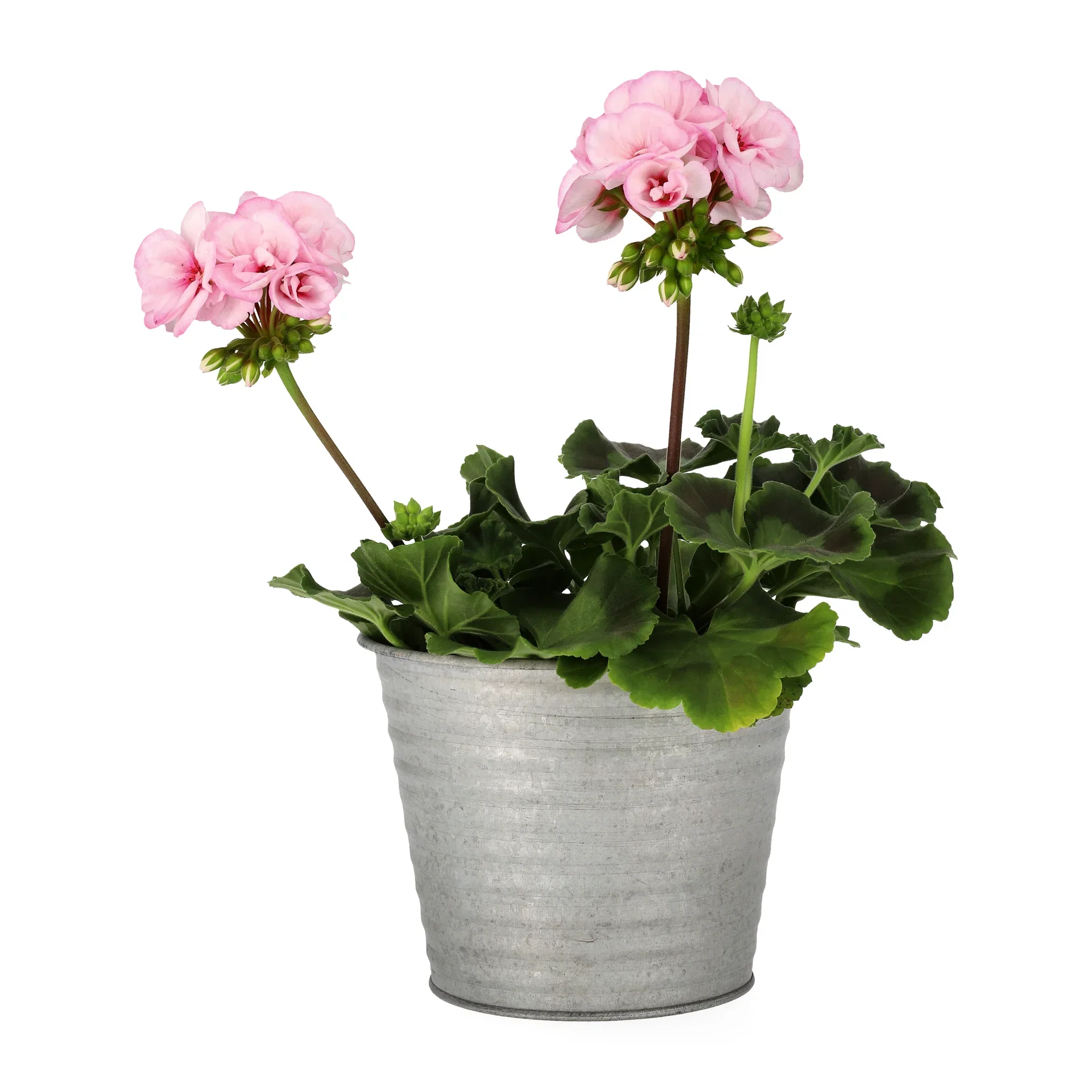 Pelargonia 'Estelle'