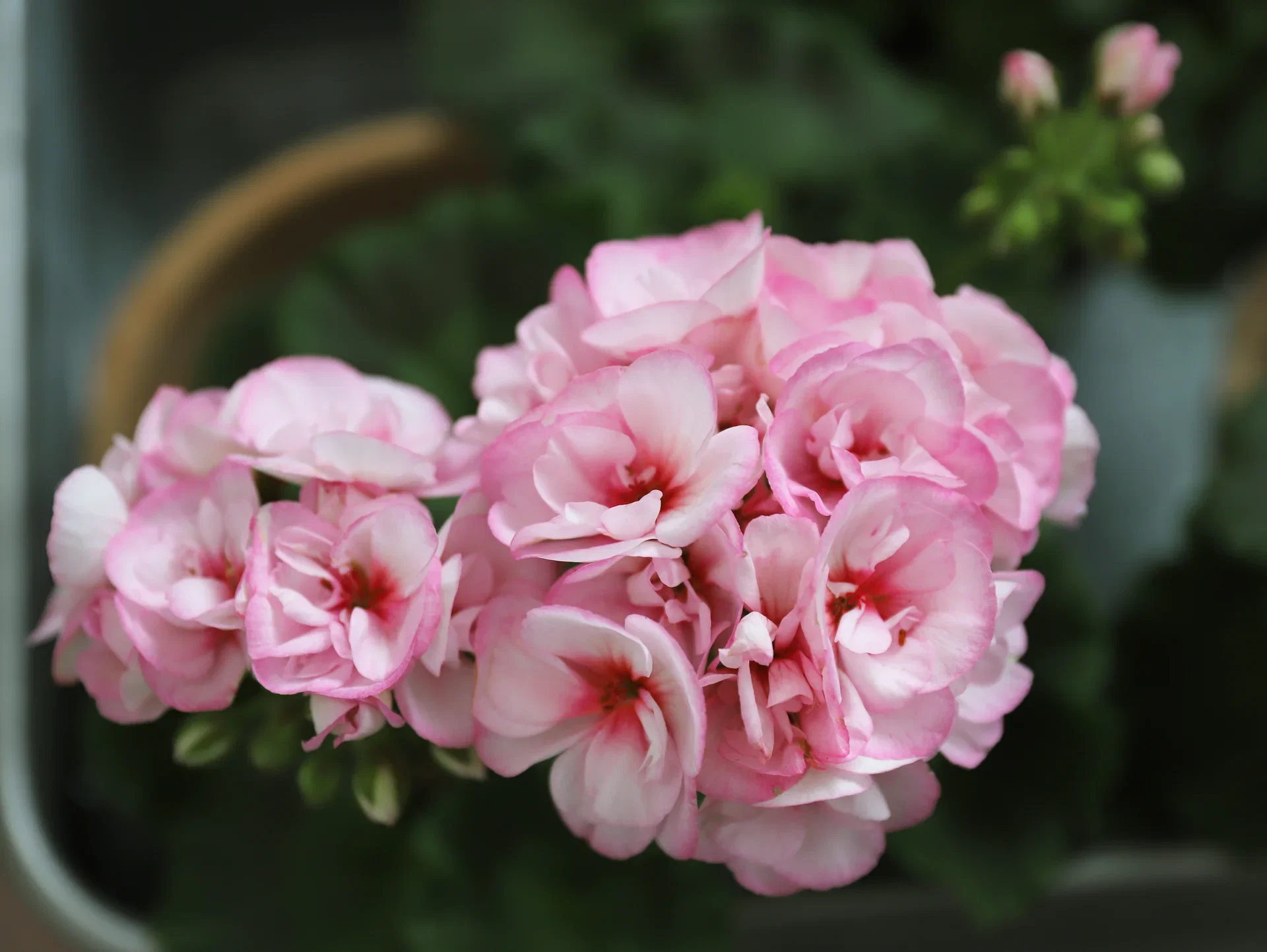 Pelargonia 'Estelle'