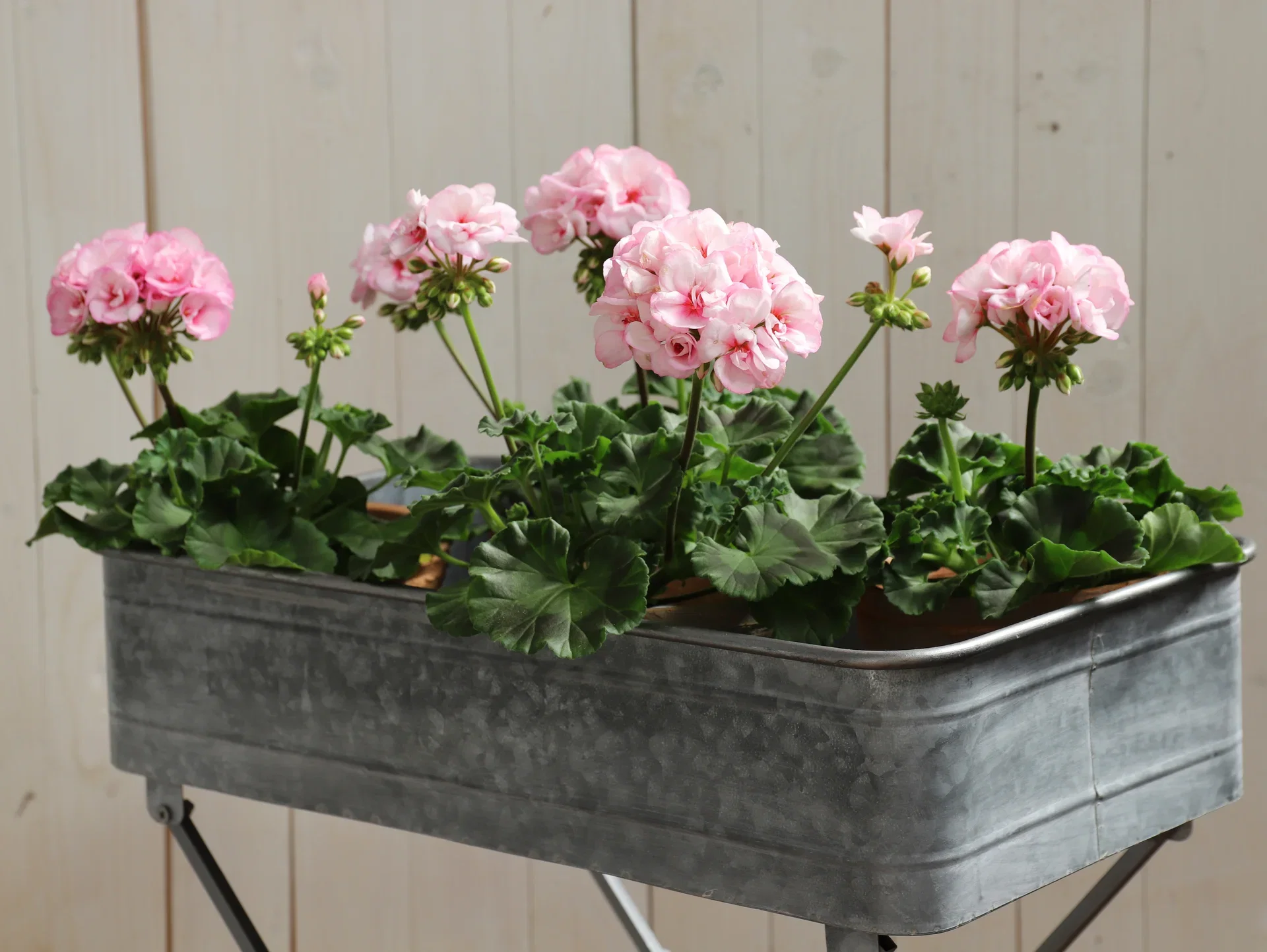 Pelargonia 'Estelle'