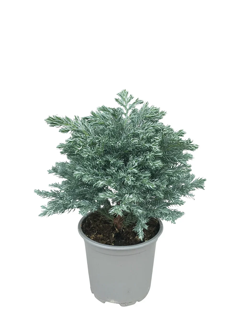 Krus-sypress ‘Sky Blue’