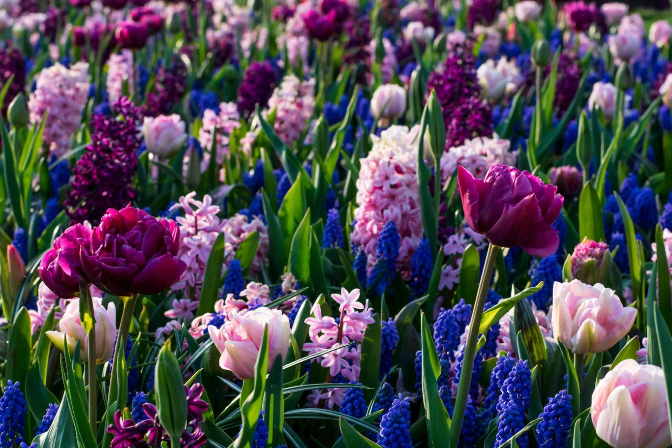 Blomsterløk miks Ratatouille Purple & Blue Tones