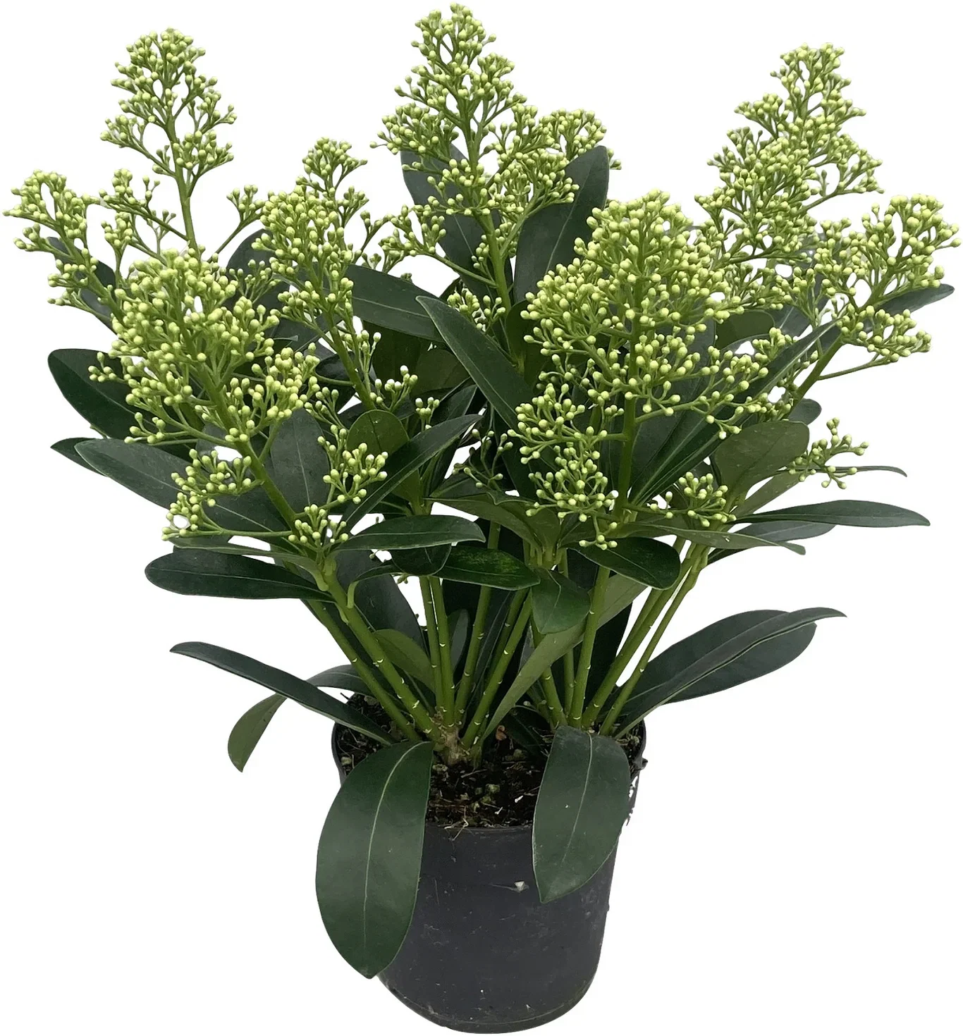 Skimmia japonica 'Finchy'