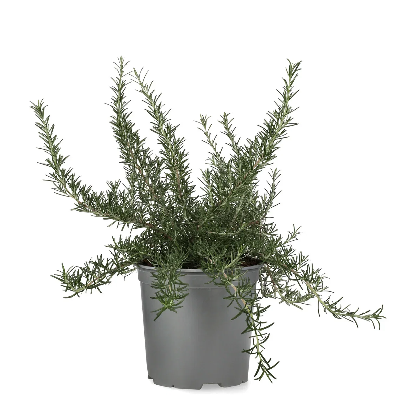 Rosmarin ‘Prostratus’