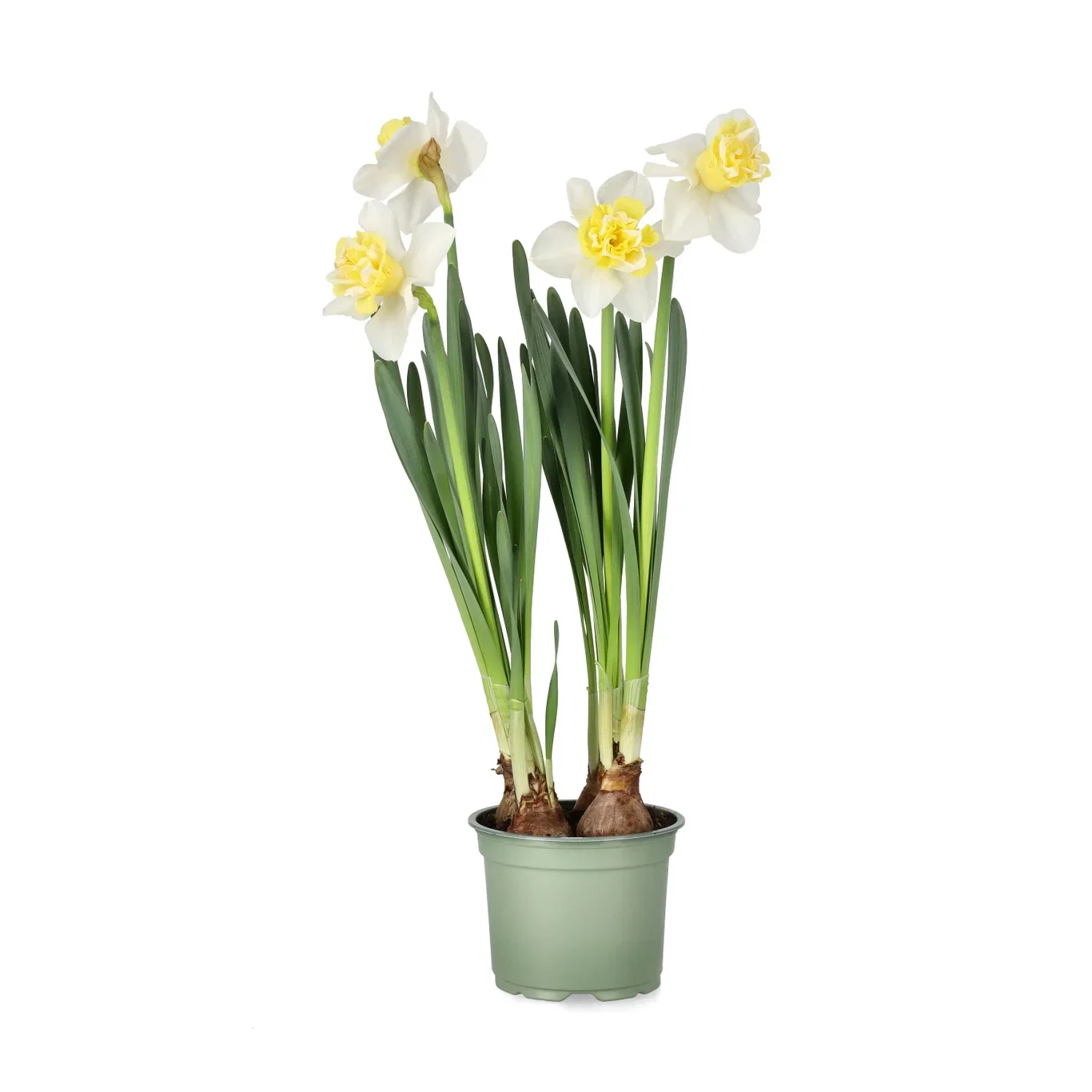 Påskelilje 'Sunny Light'