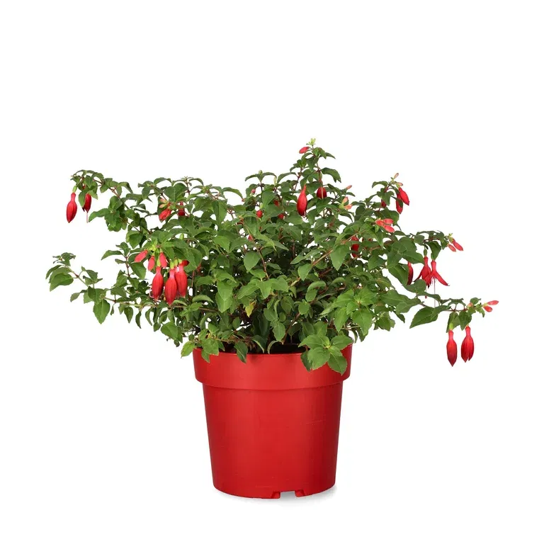 Fuchsia 'Chili Red'