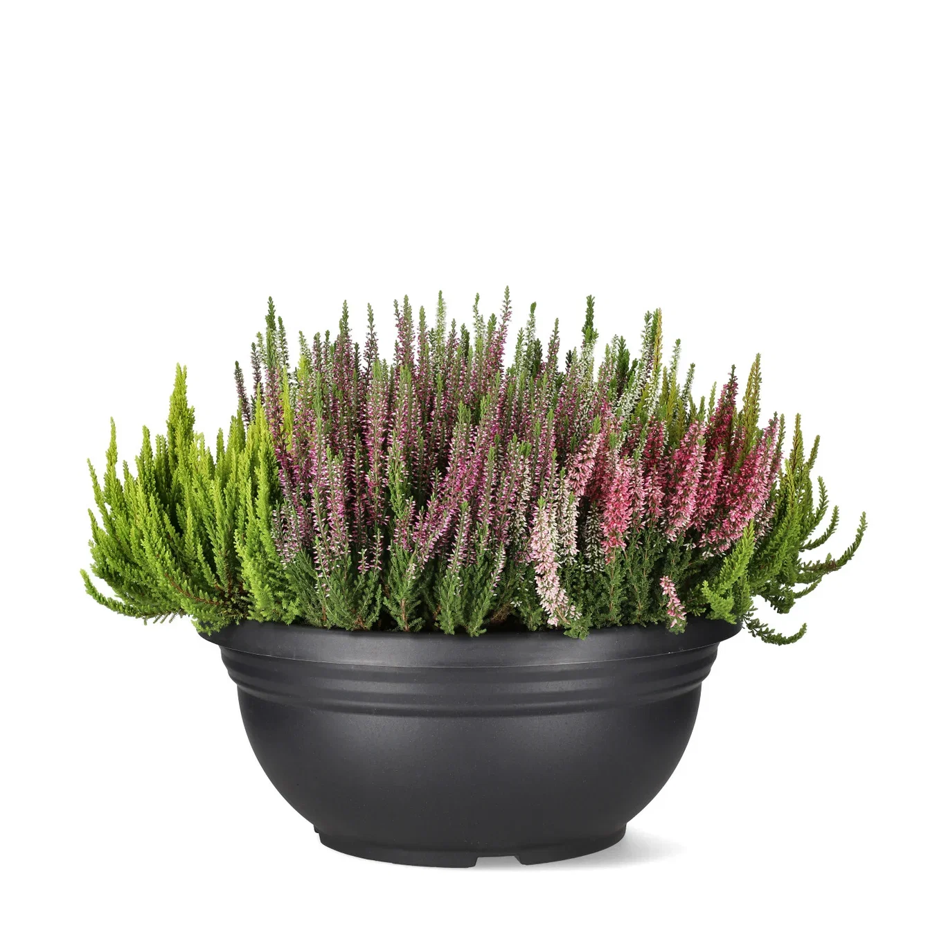 Røsslyng BEAUTY LADIES 'Mosaica'