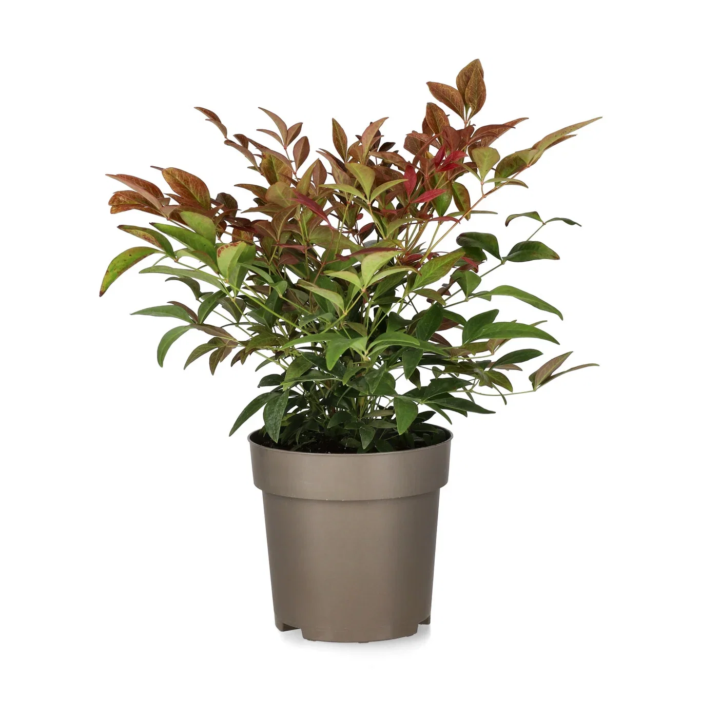 Himmelsk bambus OBSESSED ('Seika')