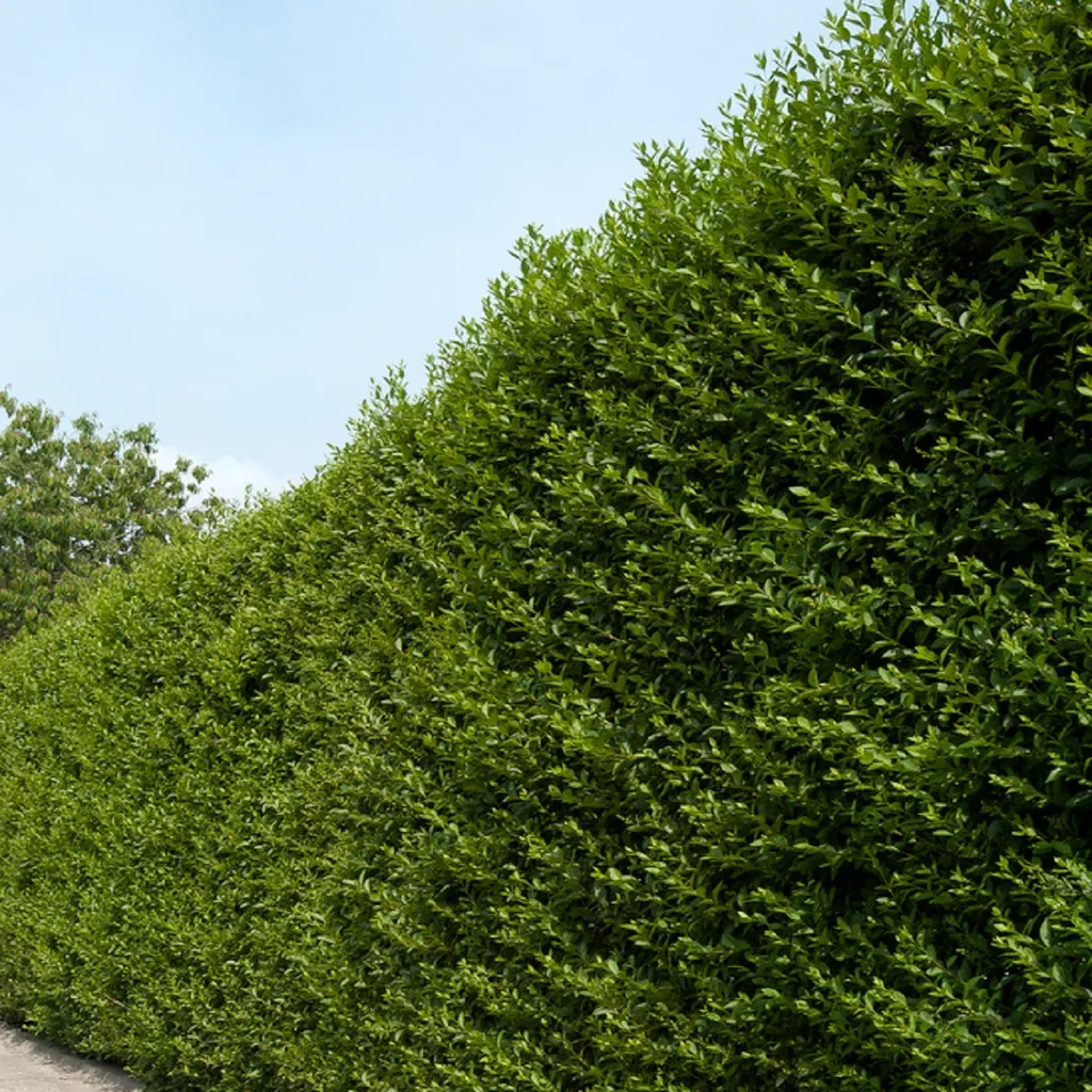 Vinterliguster 10-pk, barrot