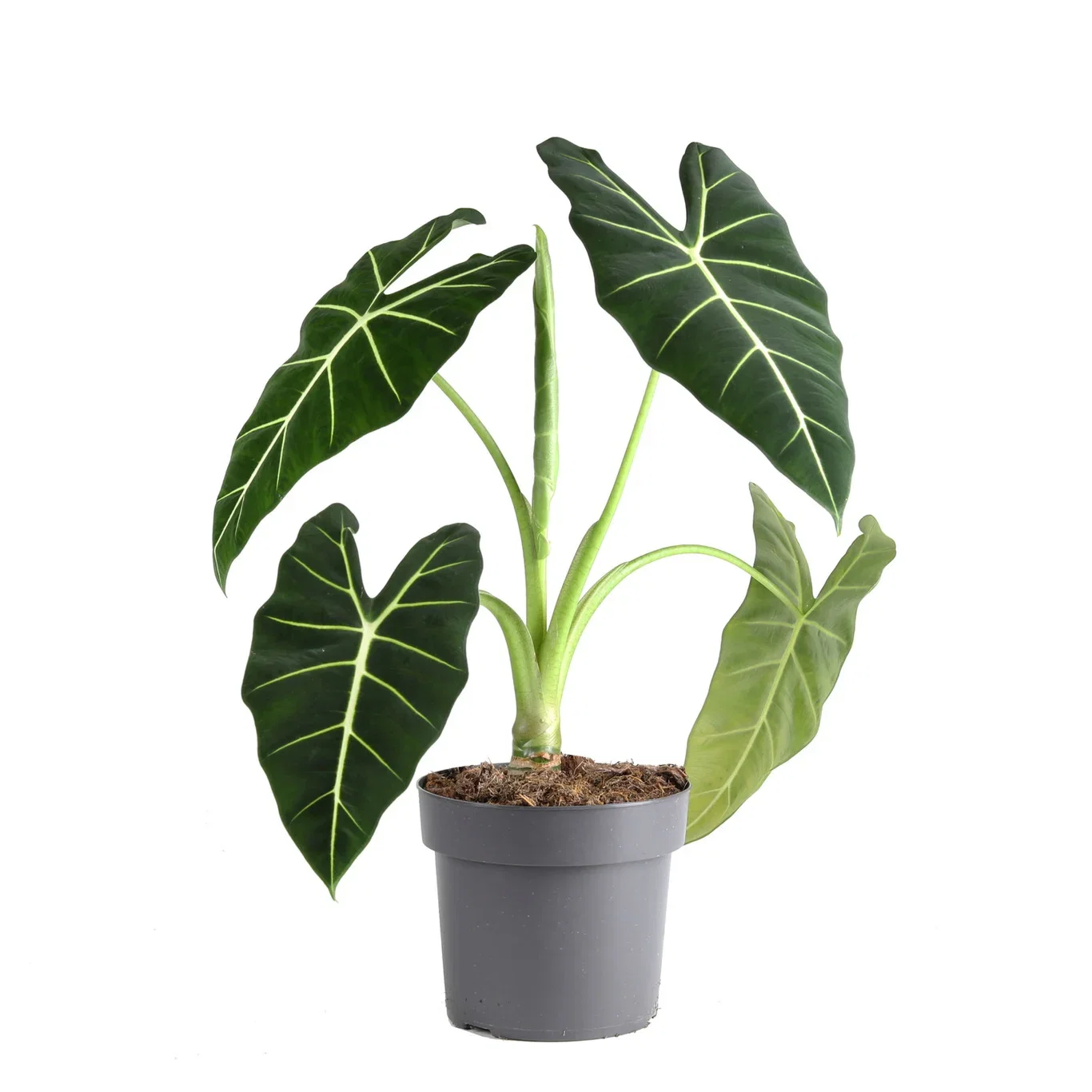 Alocasia 'Frydek'