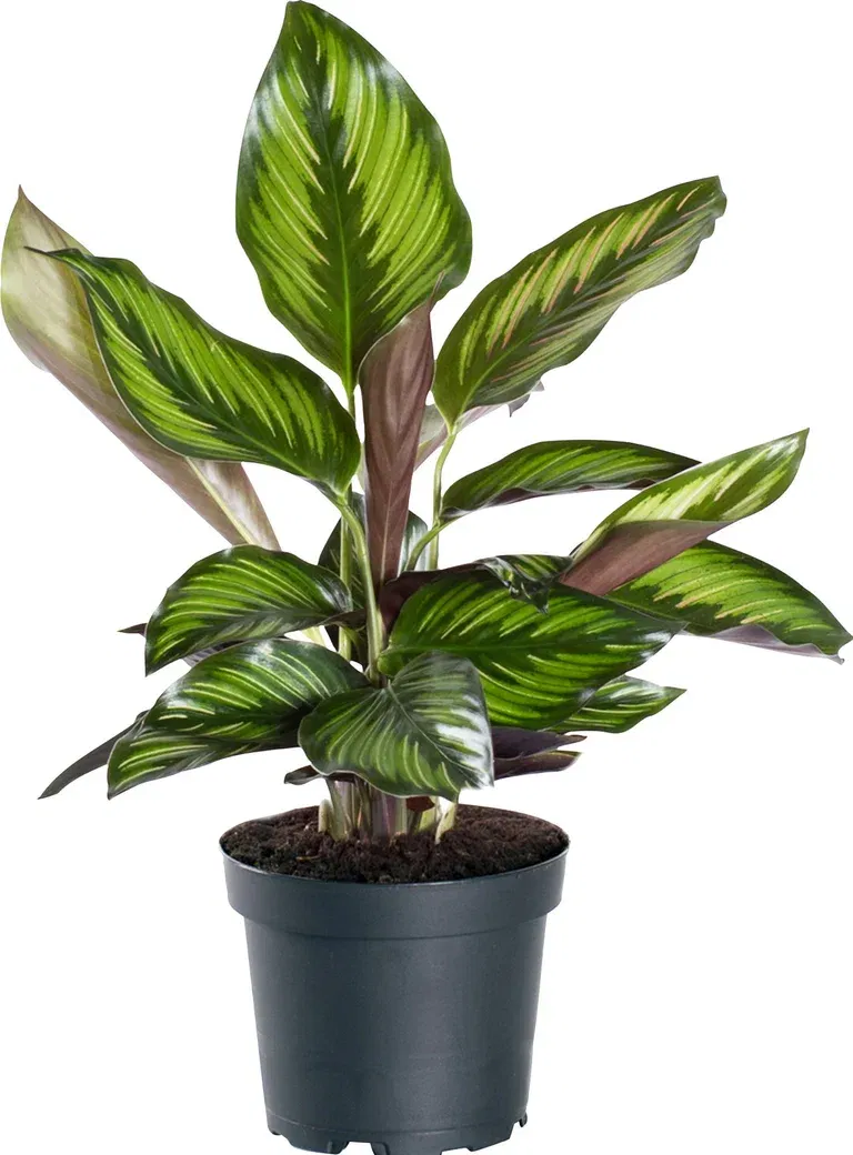 Calathea 'Beauty Star'