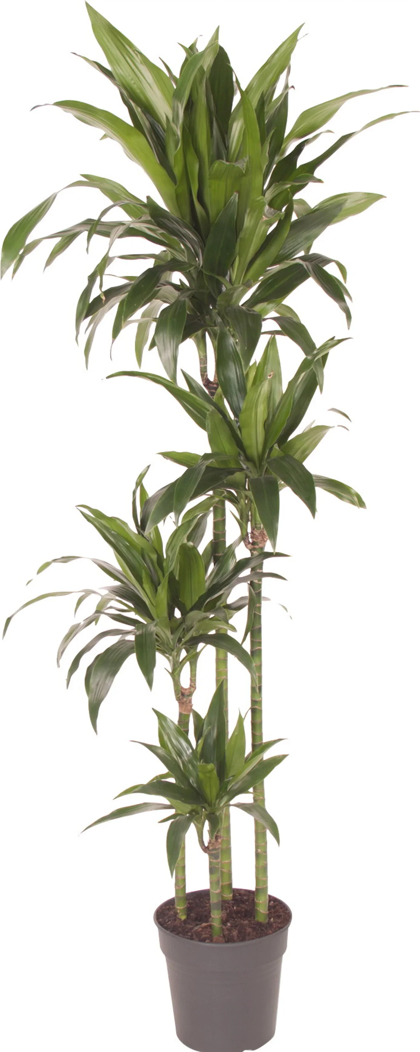 Dracaena