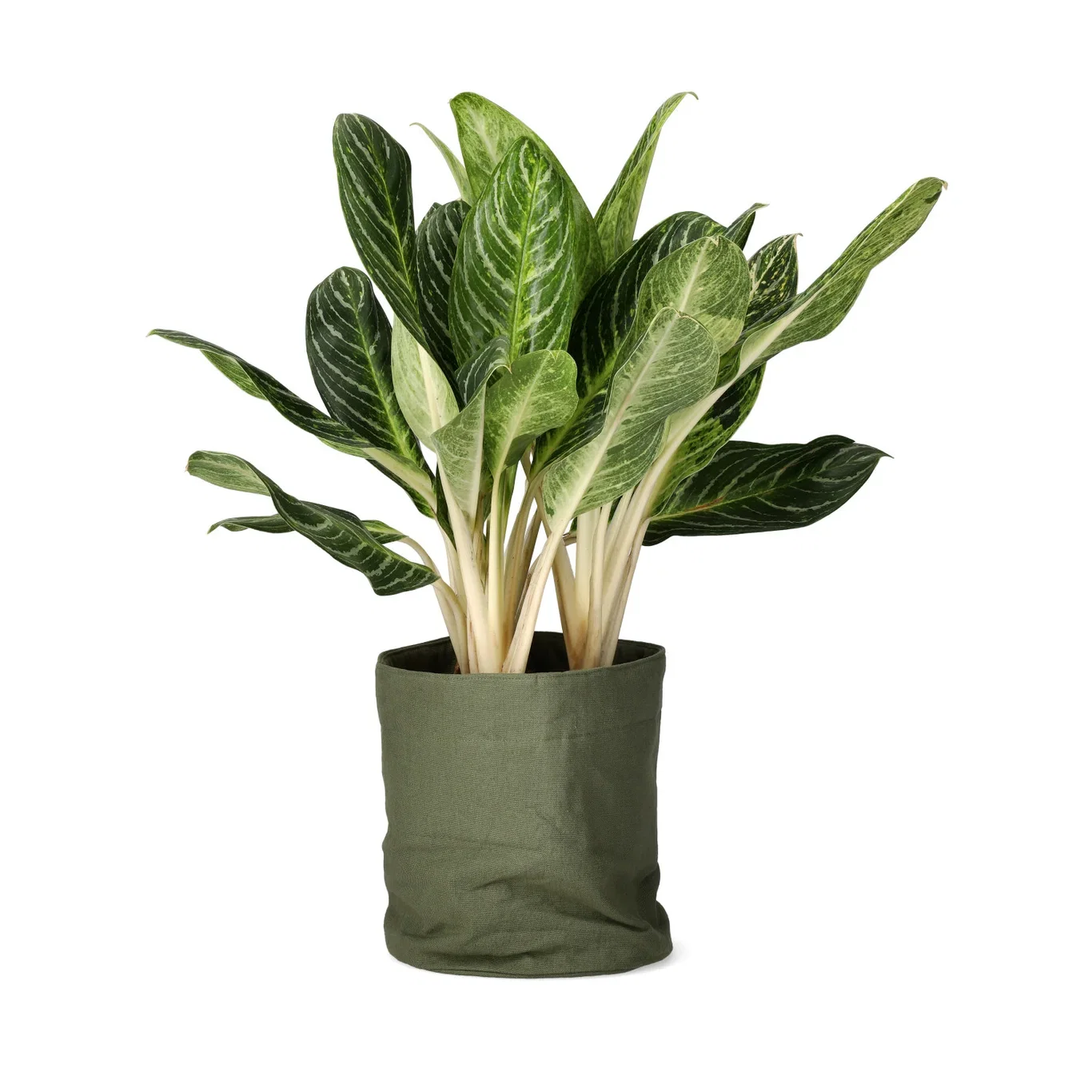 Sjømannstrøst 'Key Lime'