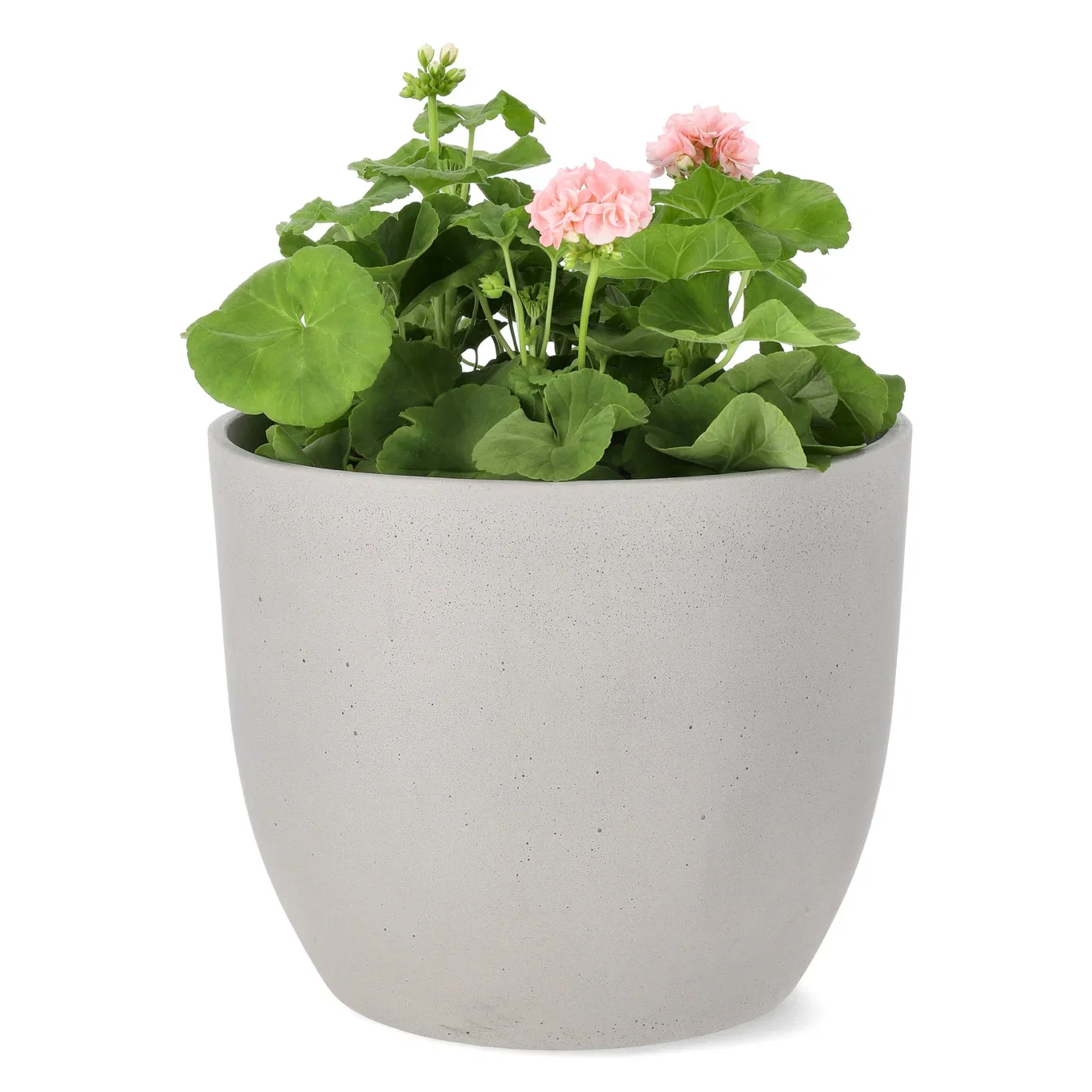 Pelargonia 'Dronning Ingrid'