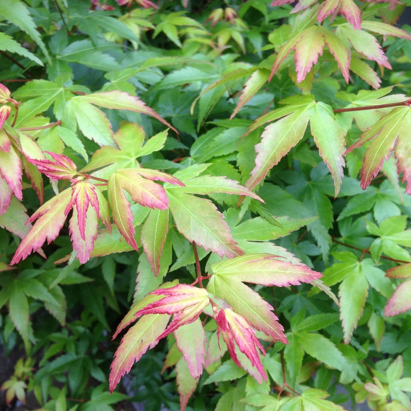 Japansk lønn 'Little Princess'