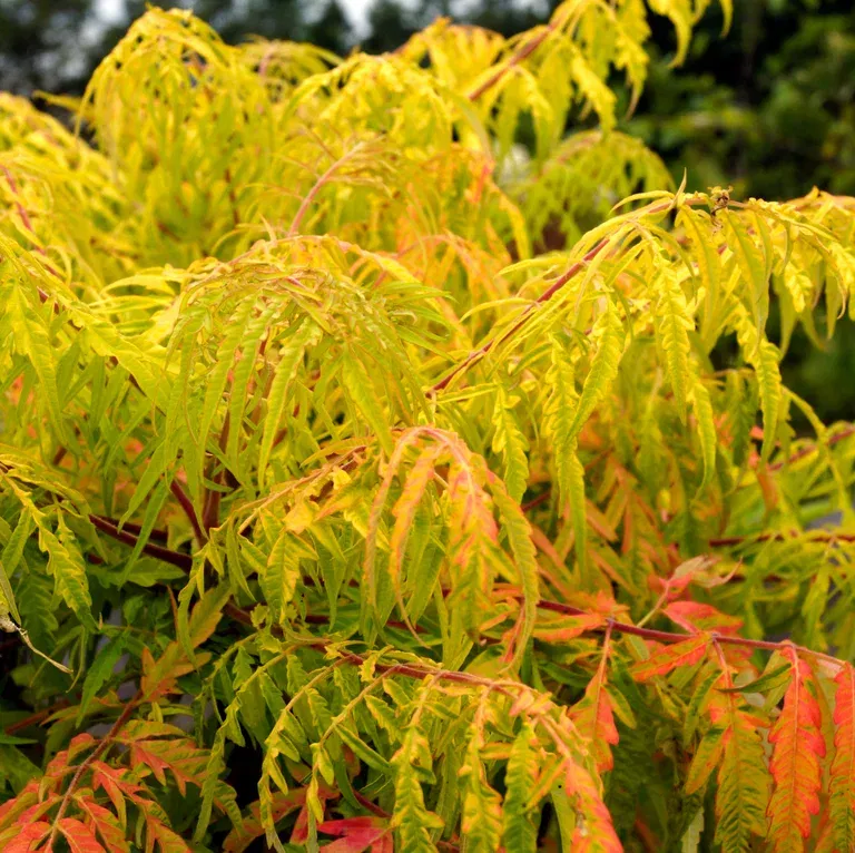 Hjortesumak TIGER EYES