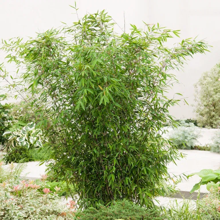 Gulrørbambus 'Winter Black'