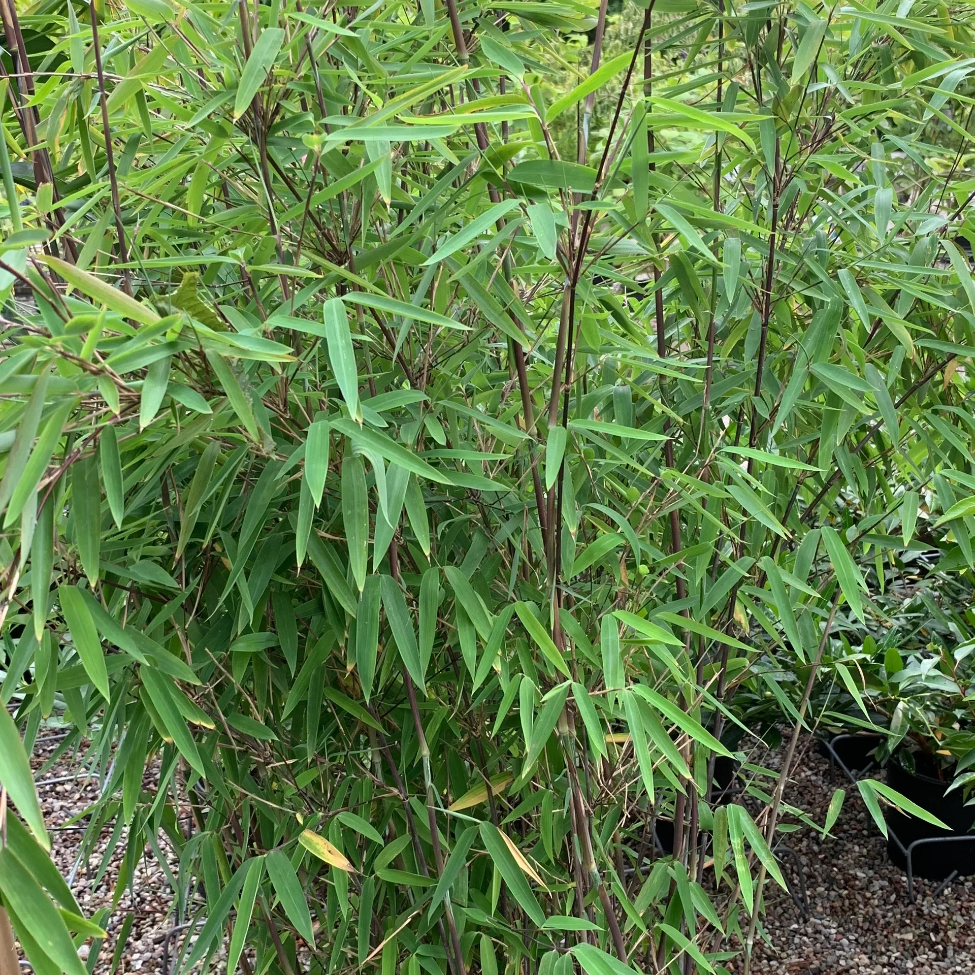 Gulrørbambus 'Winter Black'