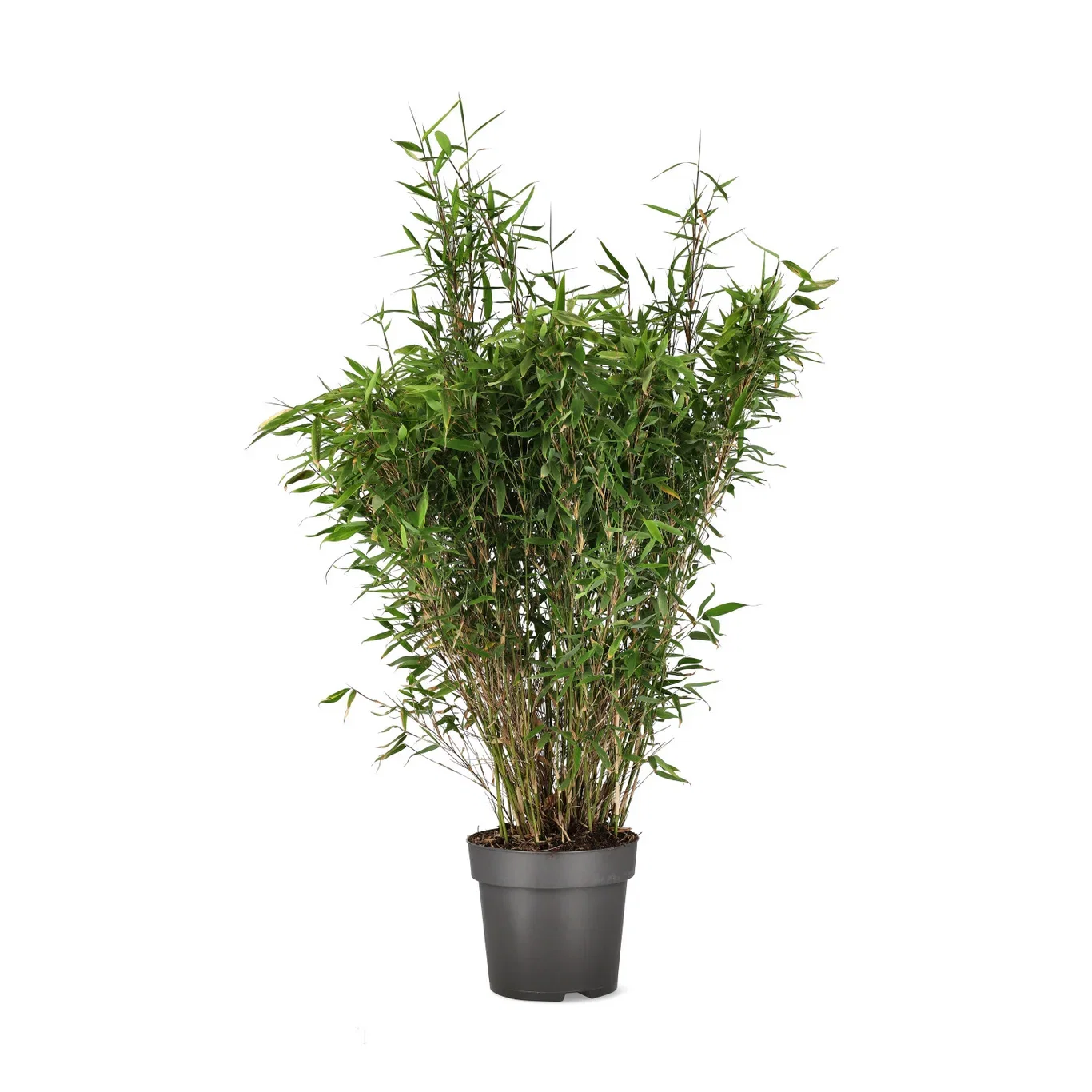 Gulrørbambus 'Winter Black'