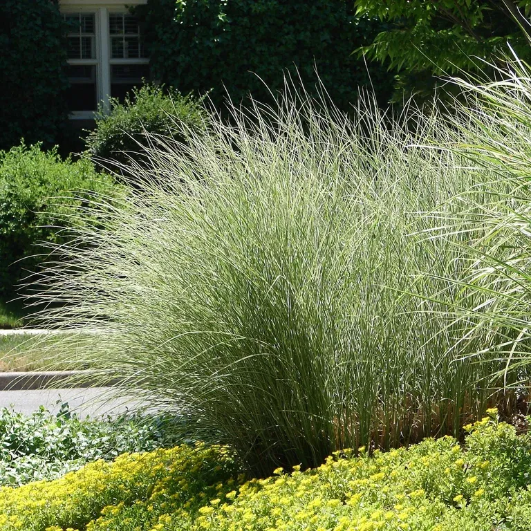 Silkekinagress 'Morning Light'