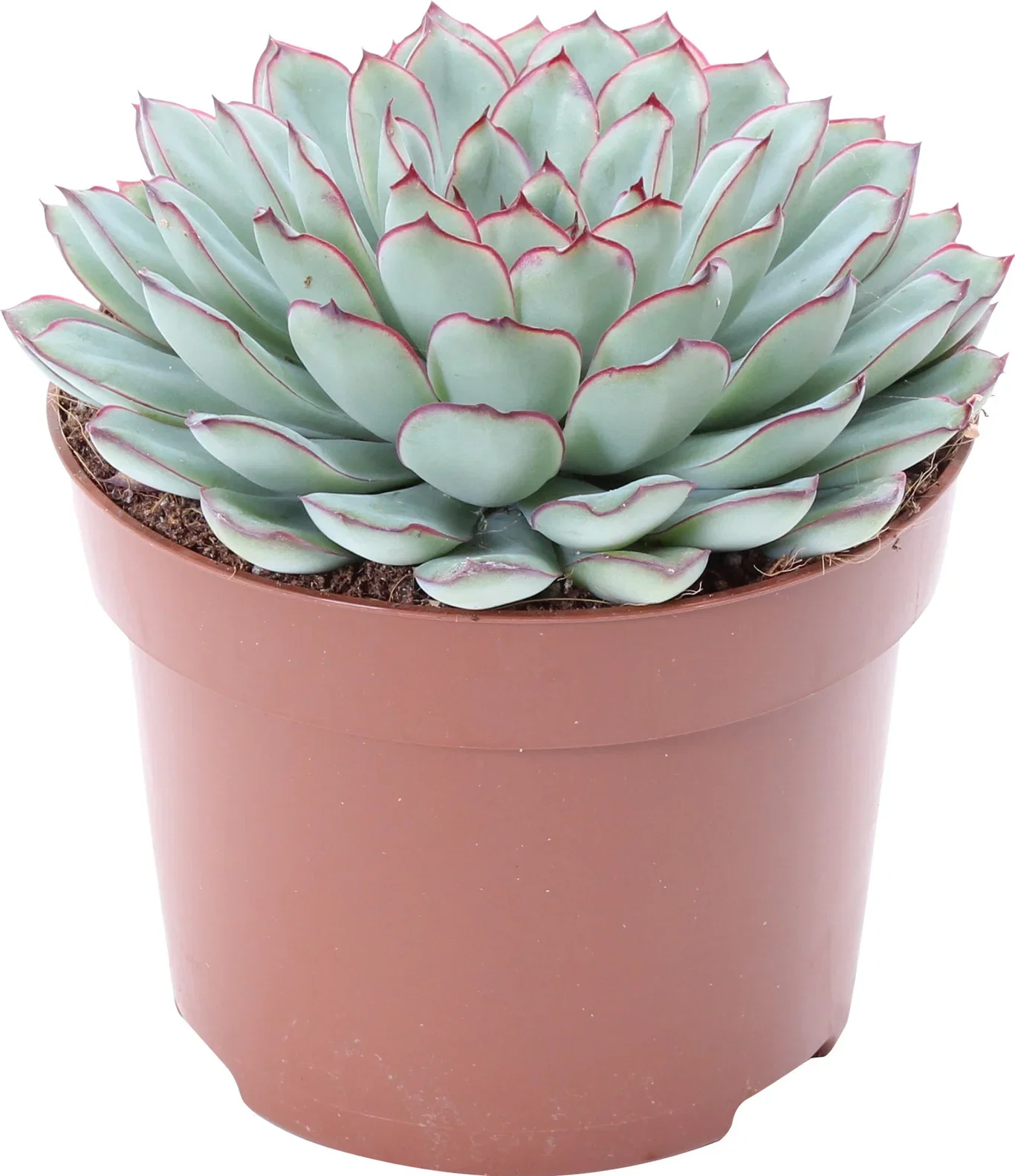 Echeveria Pulidonis Sukkulentplante