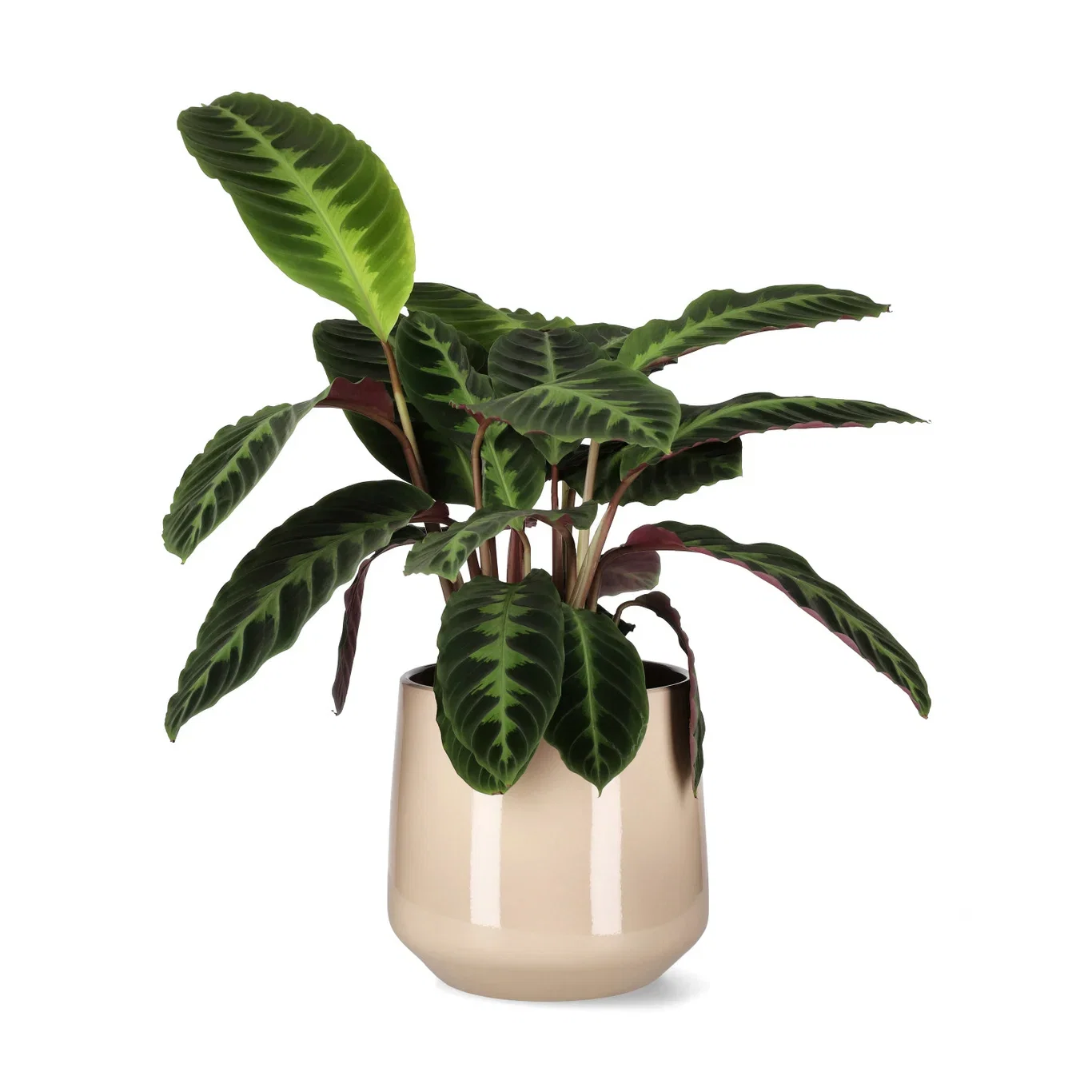 Calathea ‘Warscewiczii’