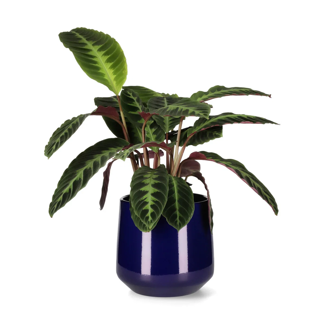Calathea ‘Warscewiczii’