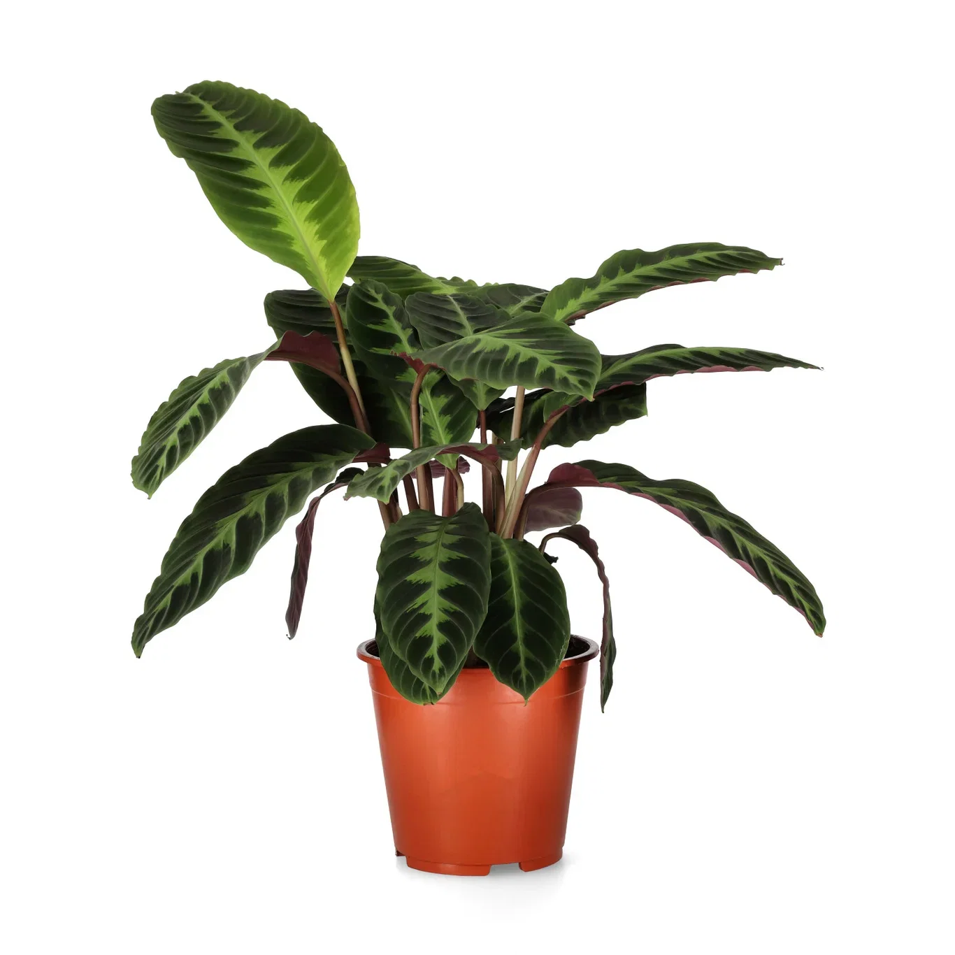 Calathea ‘Warscewiczii’
