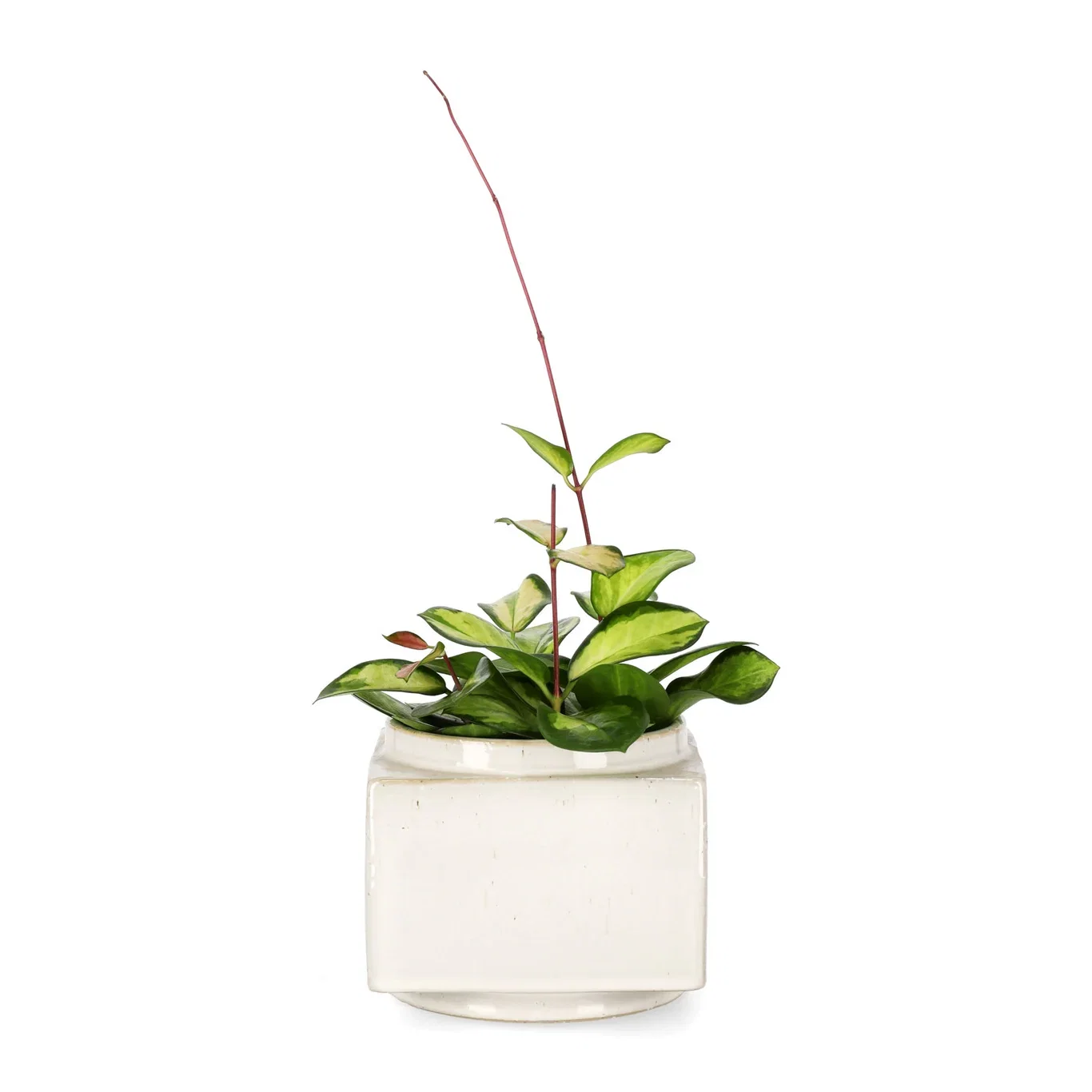 Hoya carnosa 'Tricolor'