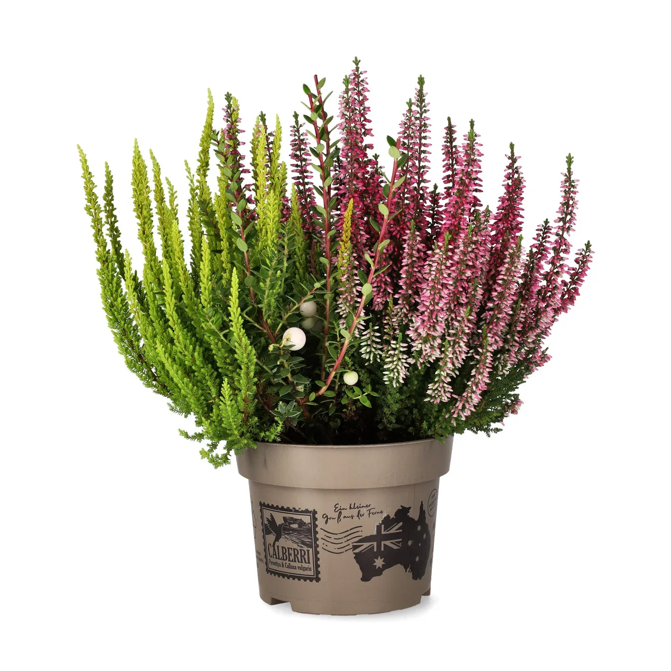 Røsslyng 'Calberry'