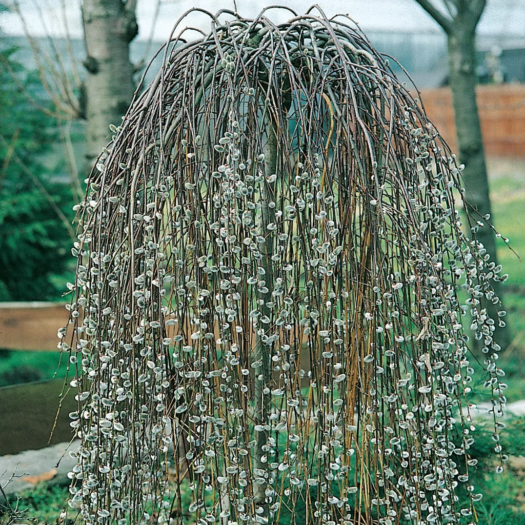 Hengeselje 'Kilmarnock'