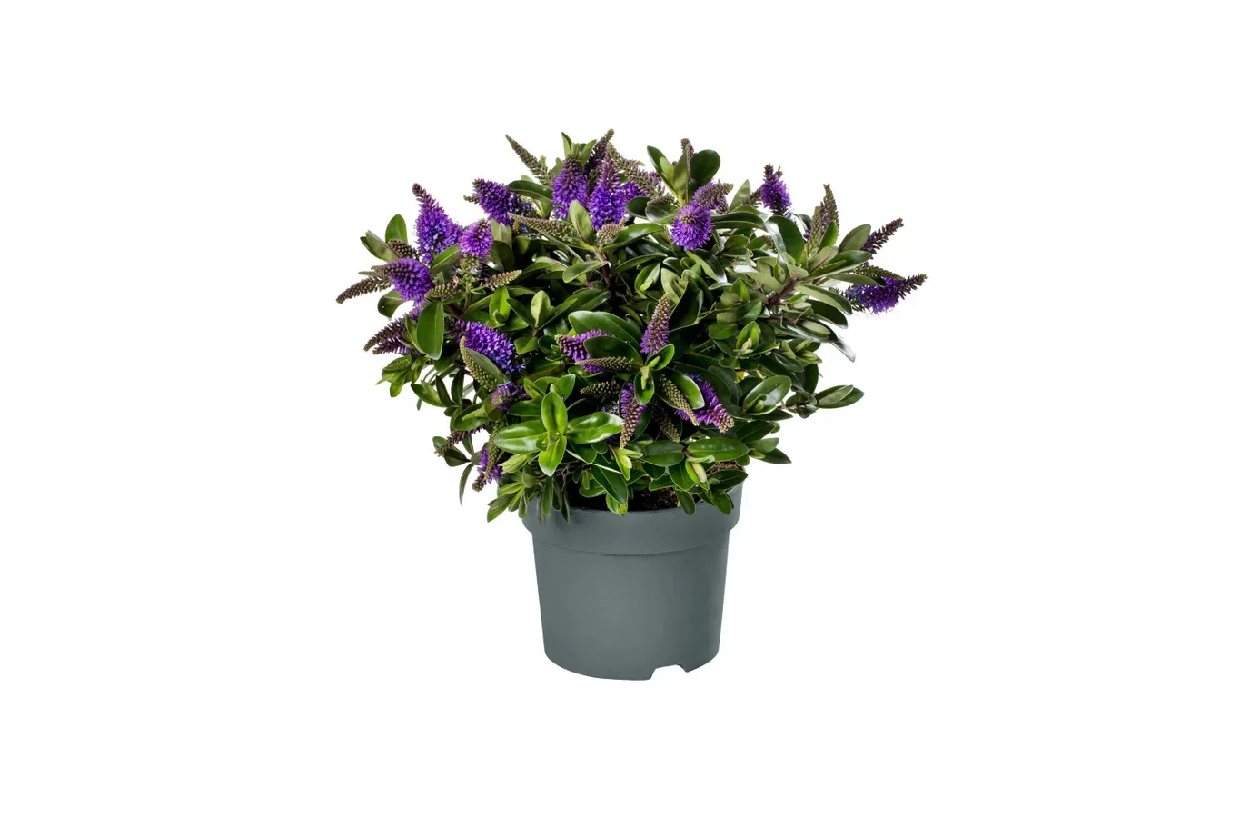 Hebe Andersonii Plante