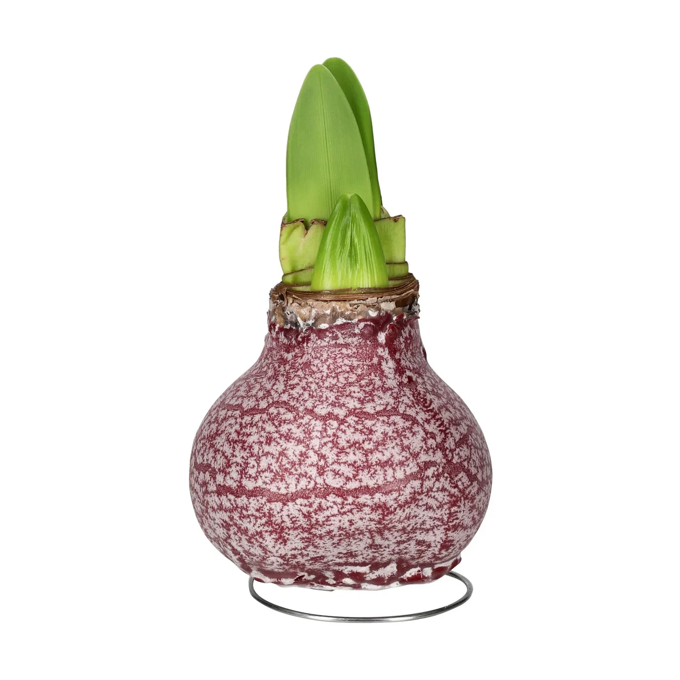 Vokset amaryllisløk Marble Burgundy 'Souvereign'