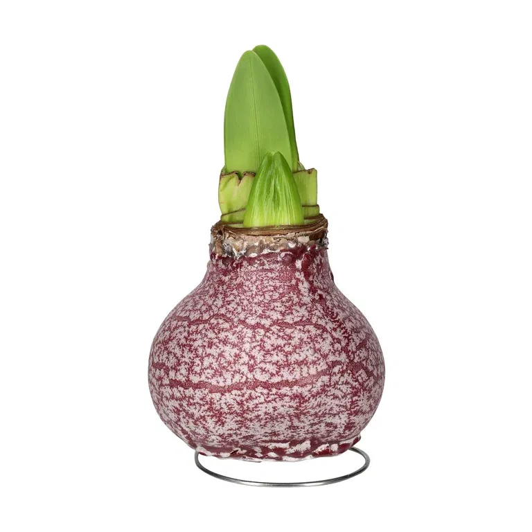 Vokset amaryllisløk Marble Burgundy 'Souvereign'