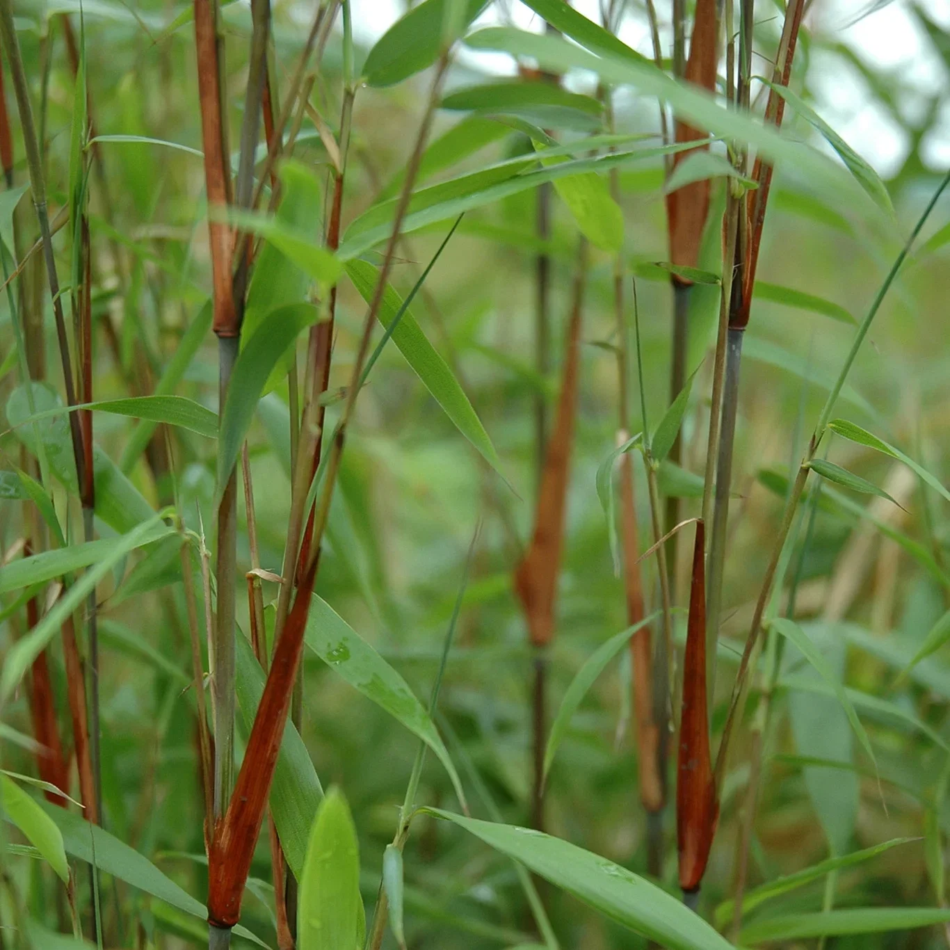 Bambus 'Asian Wonder' XXL