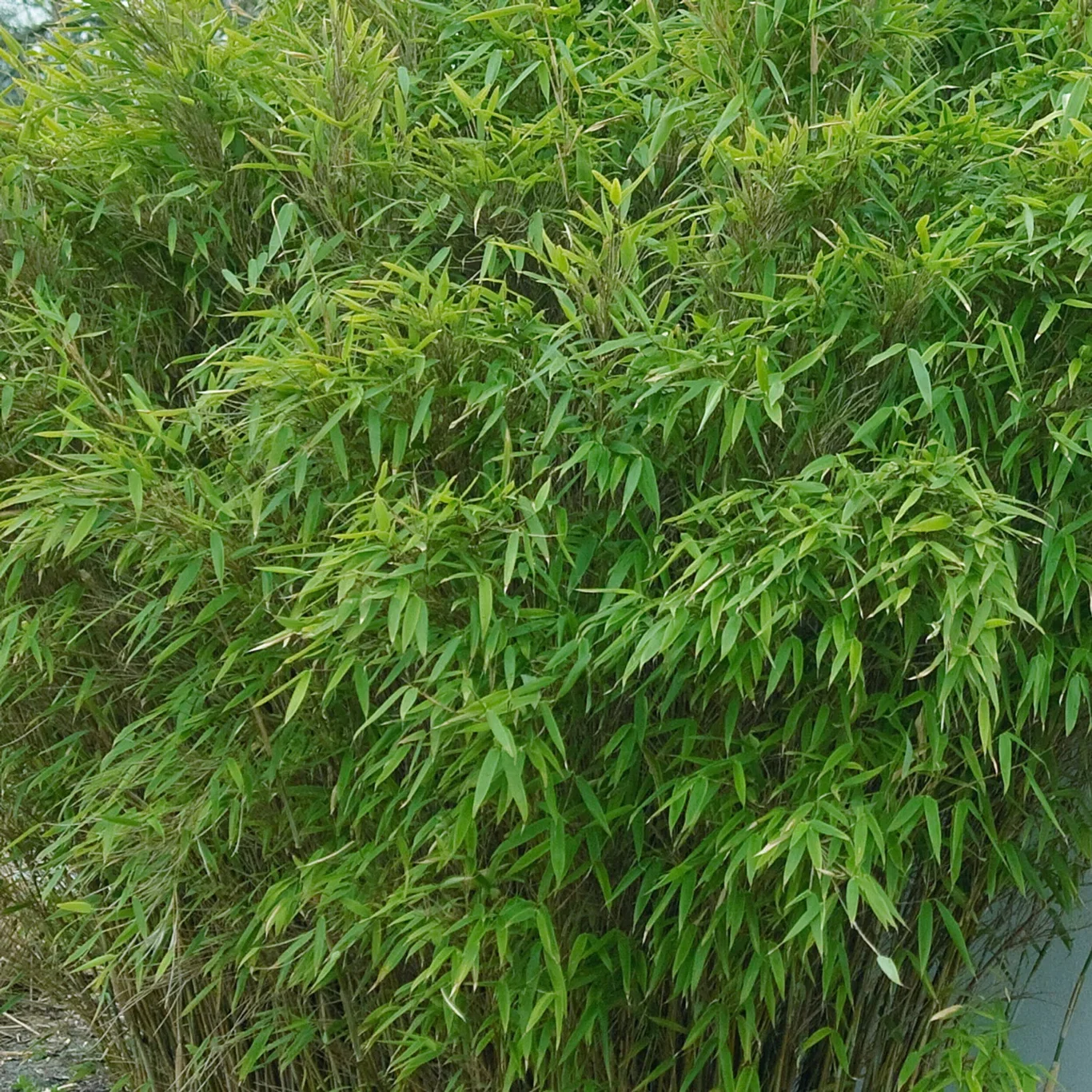 Gulrørgras 'Jumbo' XXL