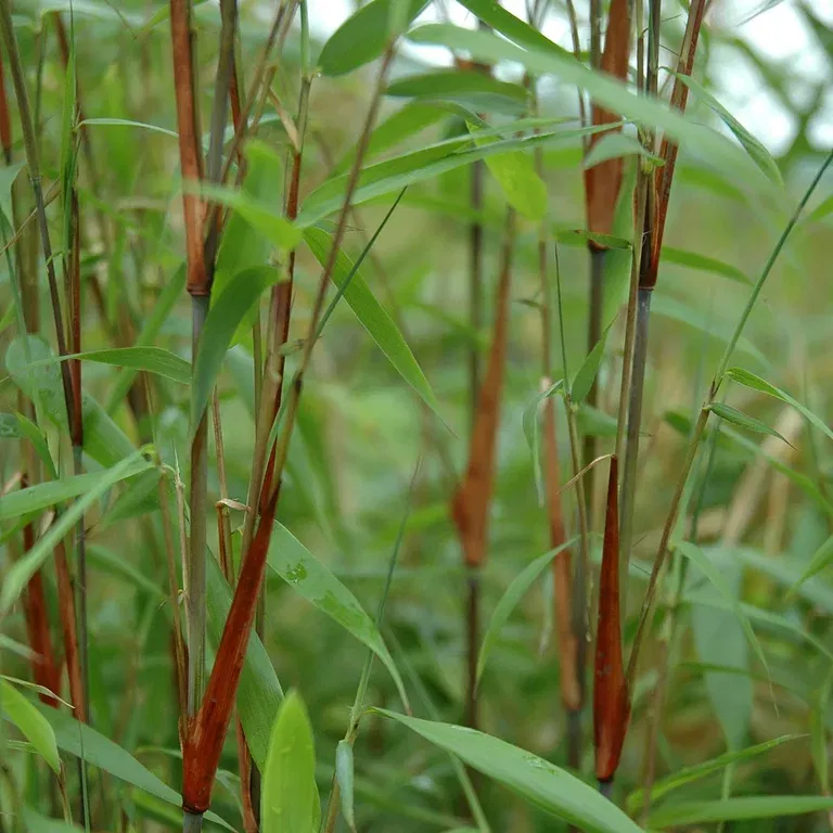 Bambus 'Asian Wonder' XXL