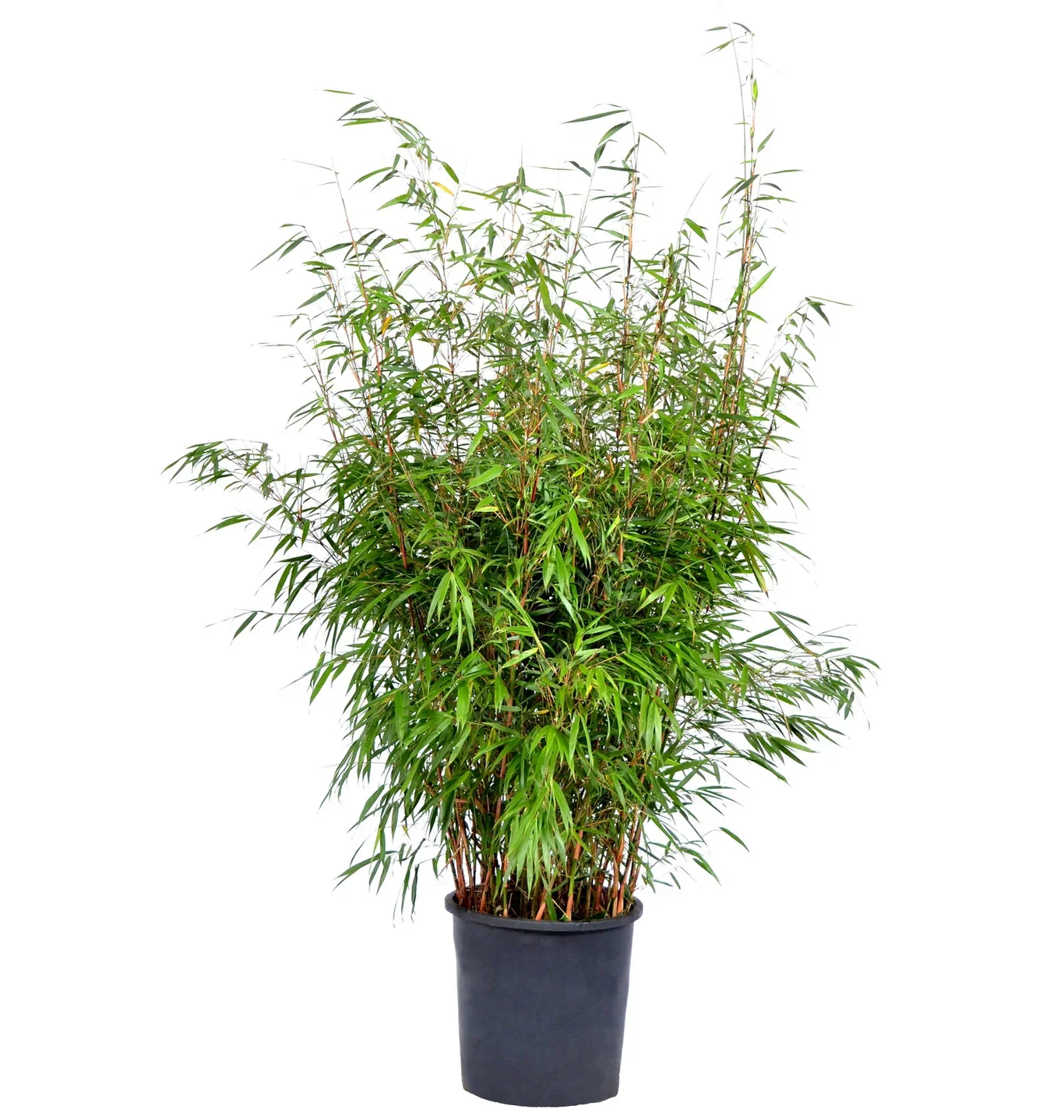 Bambus 'Asian Wonder' XXL