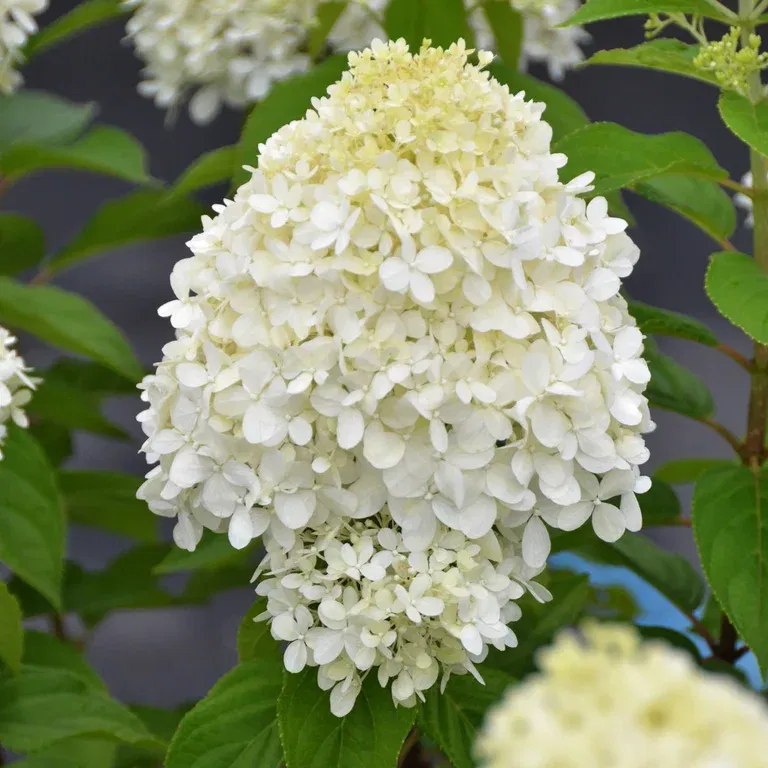 Syrinhortensia 'Limelight'® XXL