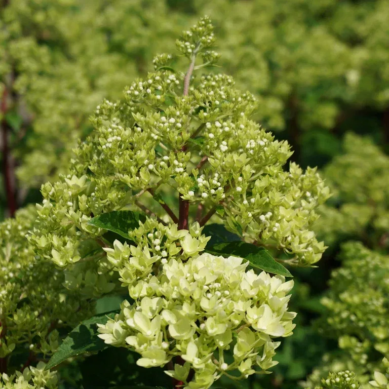 Syrinhortensia MAGICAL ANDES® XXL