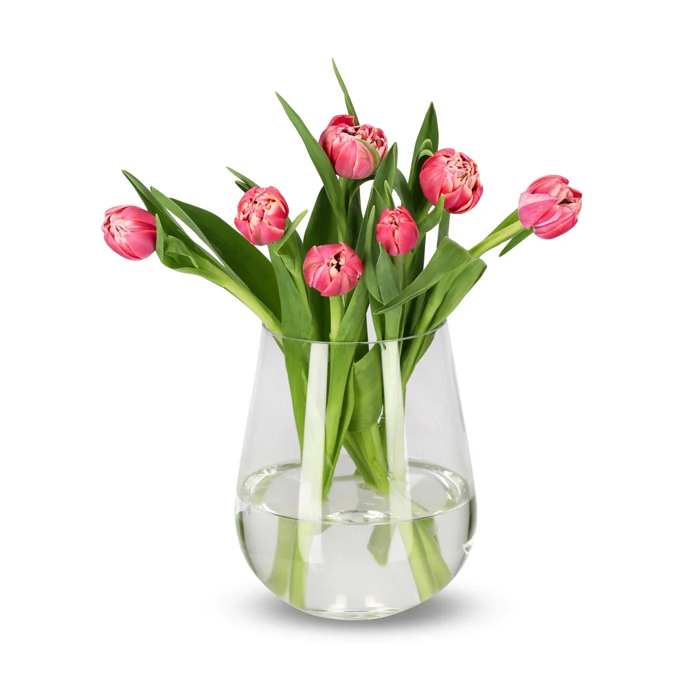 Tulipaner 7pk