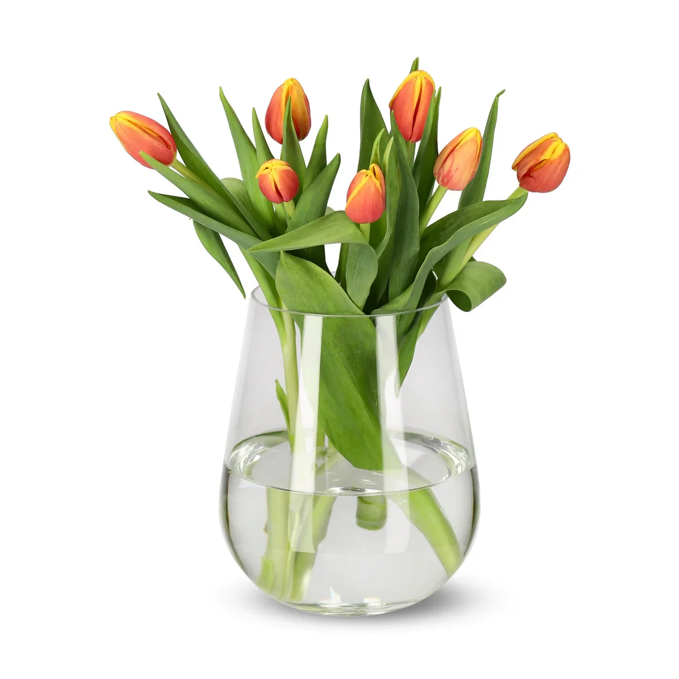 Tulipaner 7pk