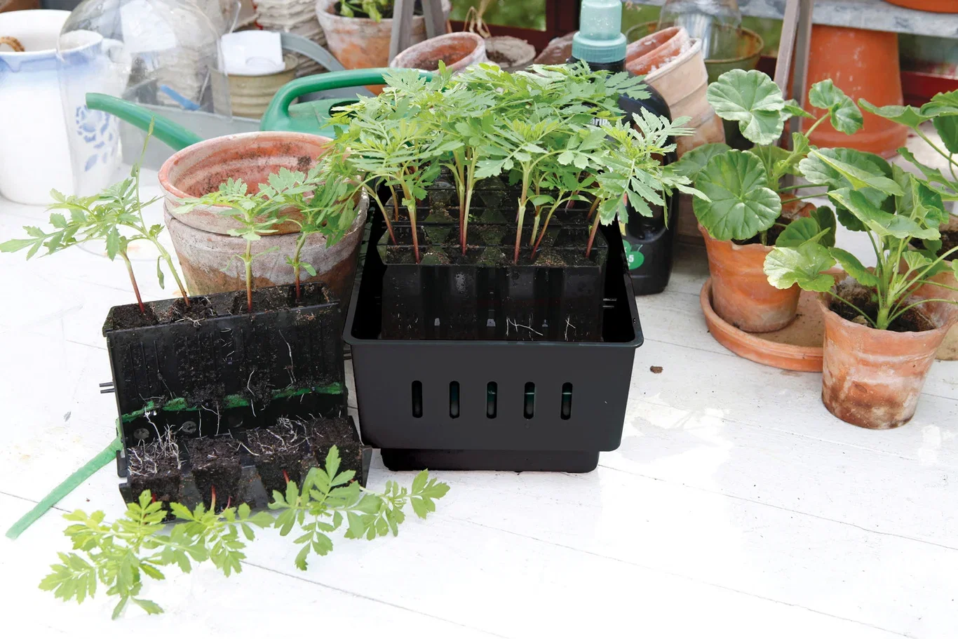 Minidrivhus Rootmaster