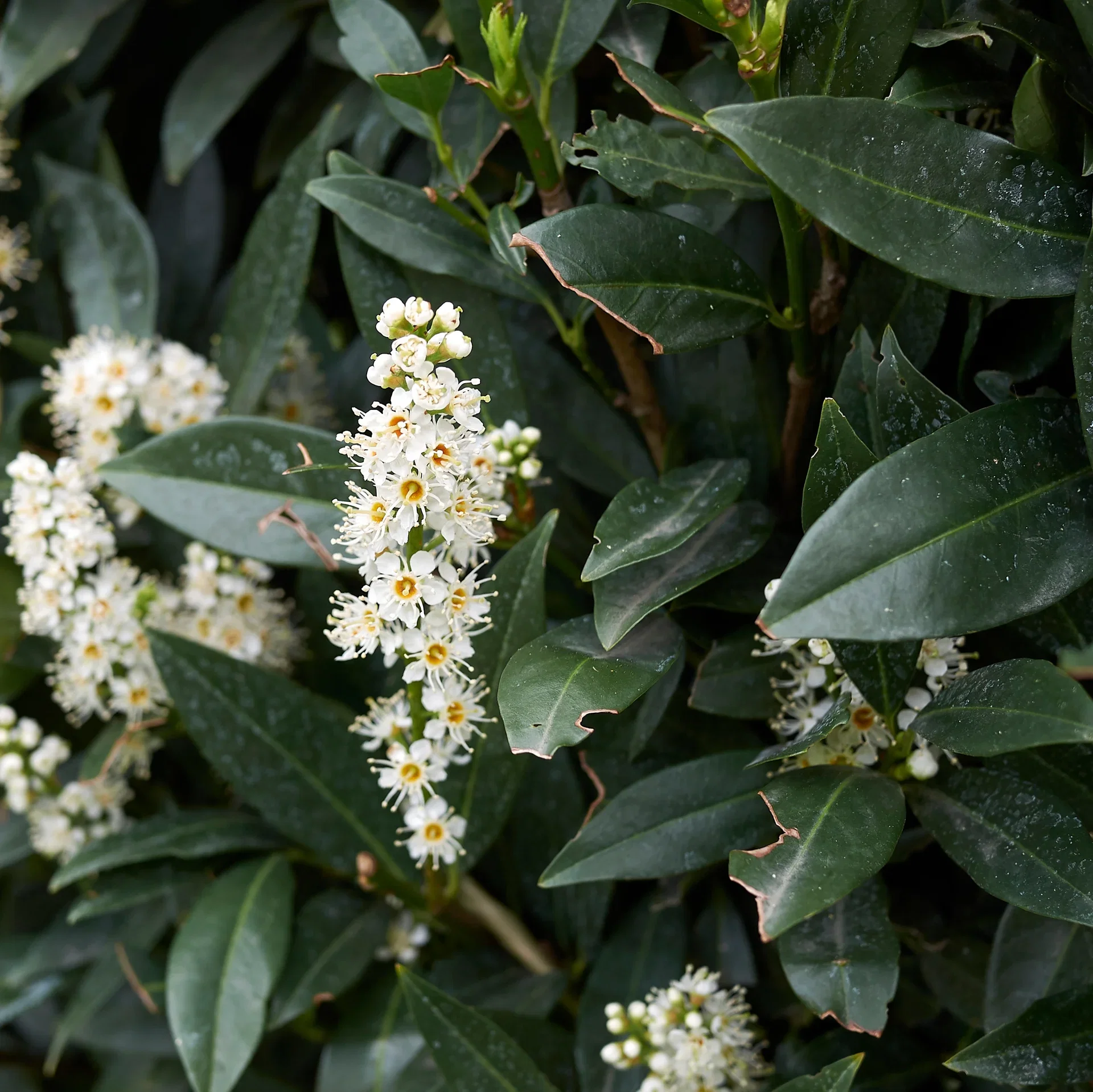 Laurbærhegg 'Otto Luyken'