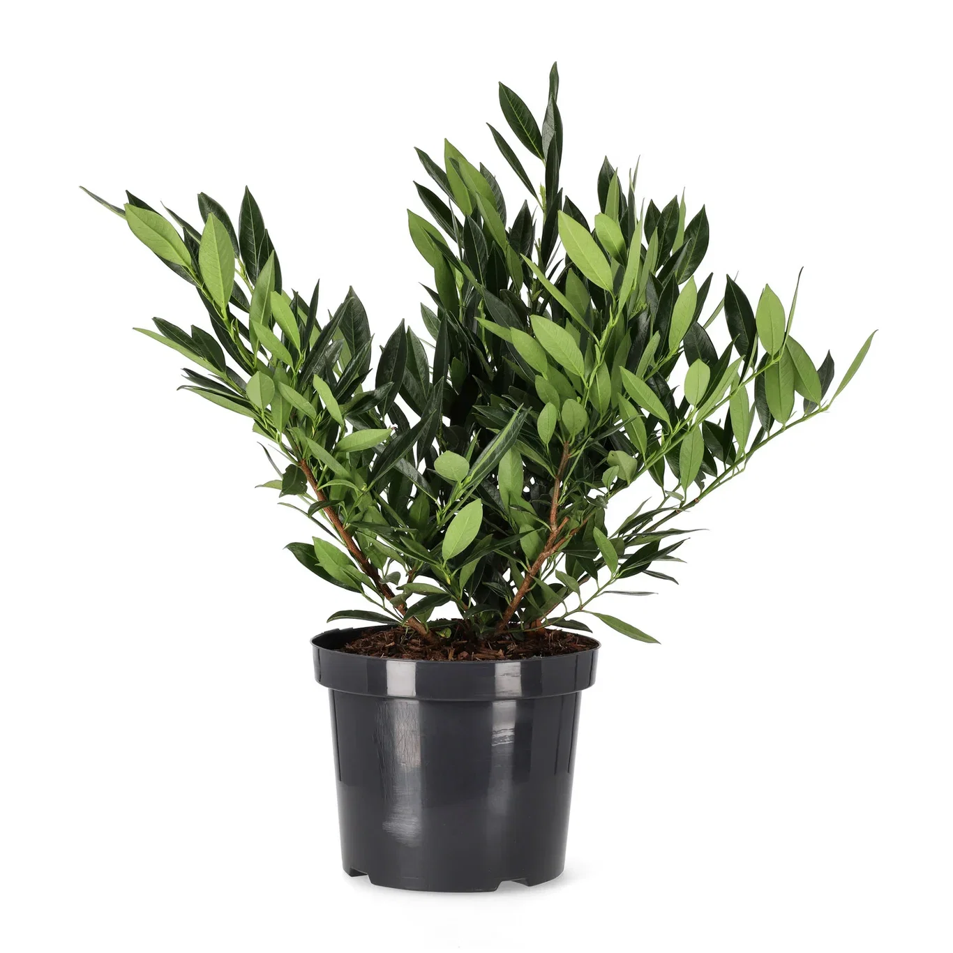 Laurbærhegg 'Otto Luyken'