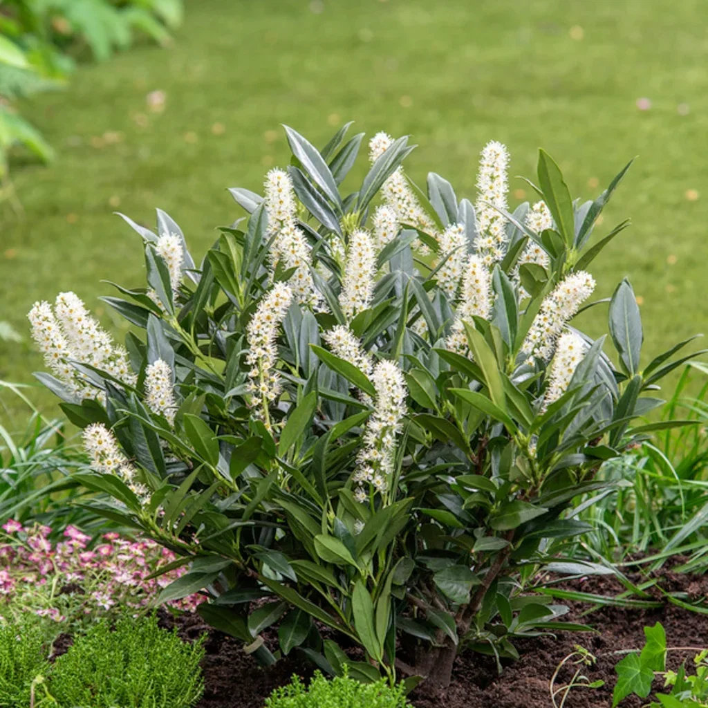 Laurbærhegg 'Otto Luyken'