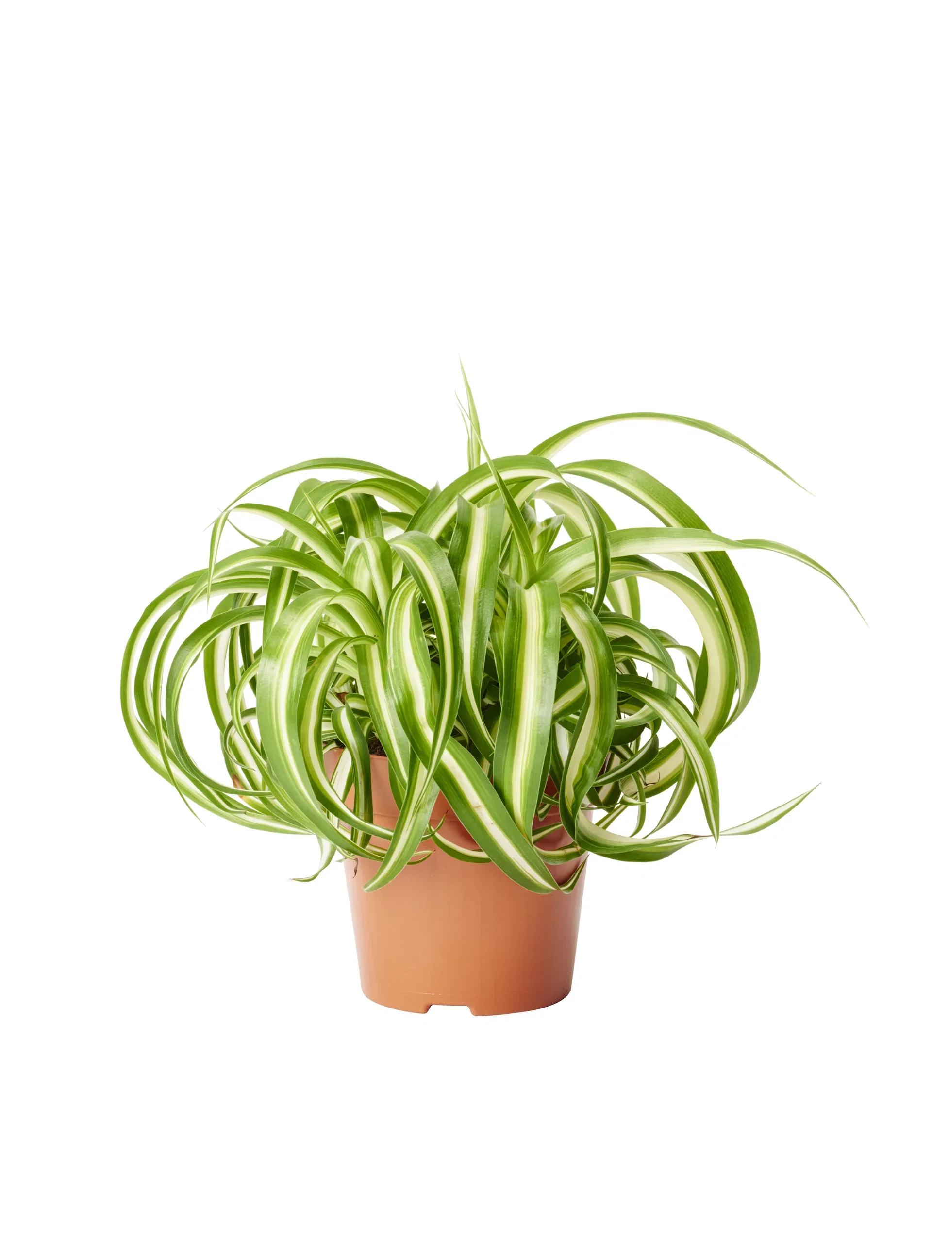 Grønnrenner 'Bonnie'