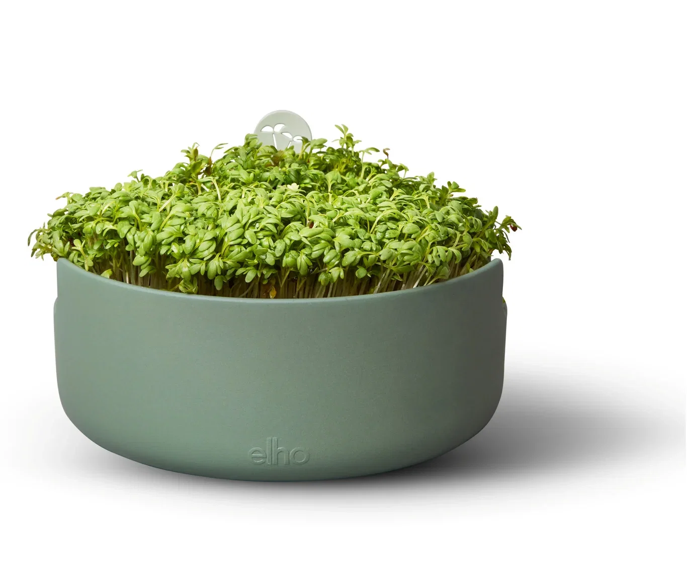 Spireskål Magic microgreens