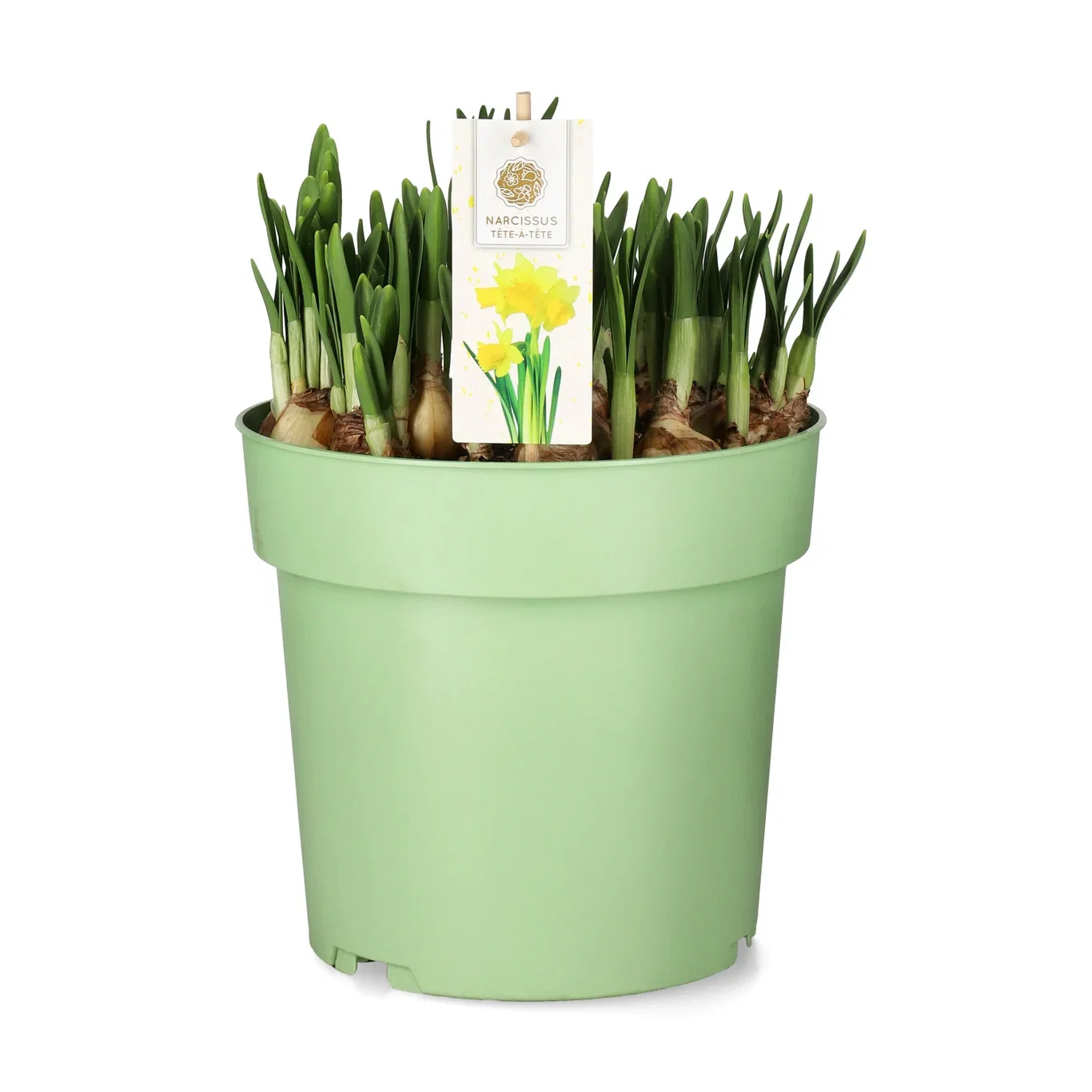 Minipåskelilje 'Tete a tete'